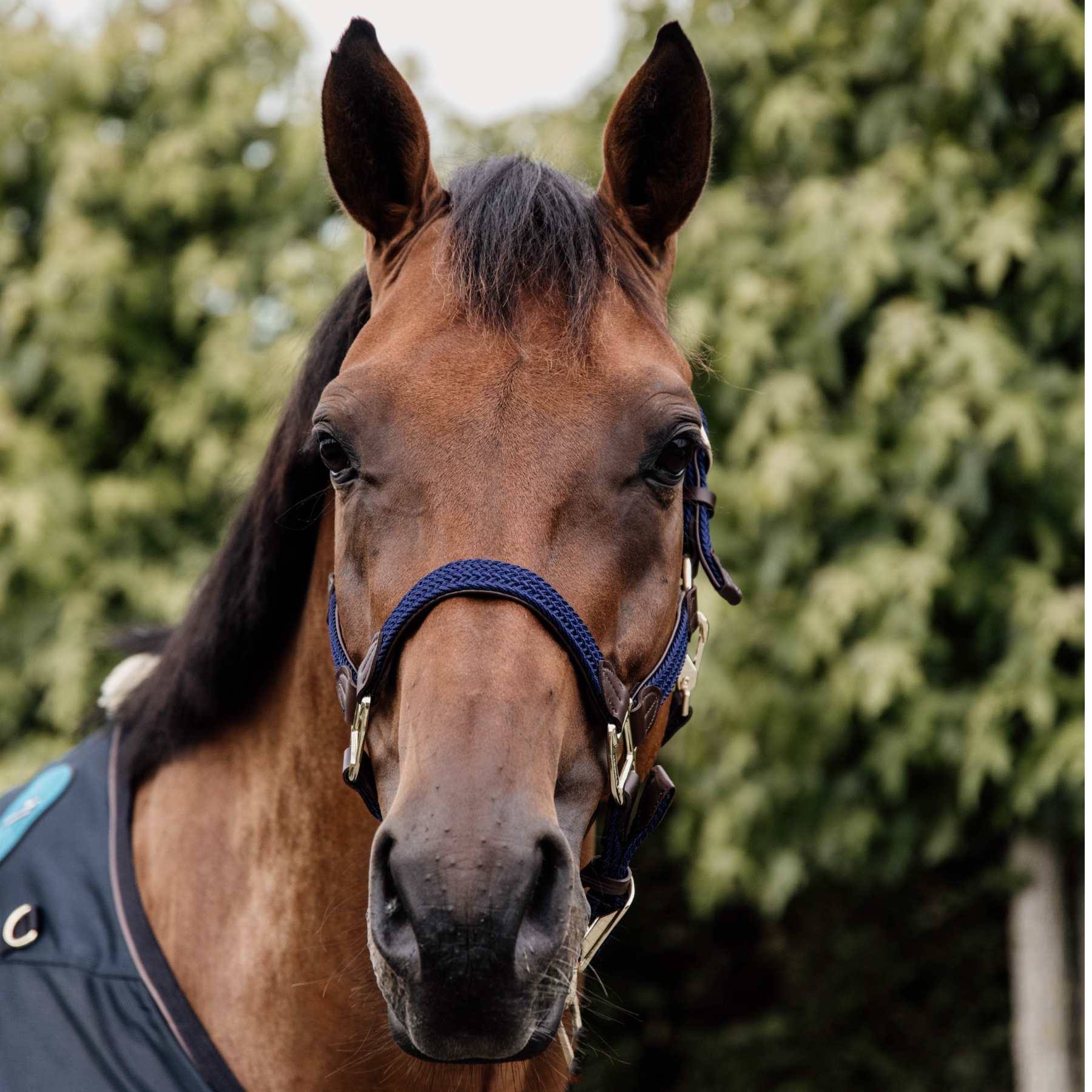 Kentucky Horsewear Plaited Nylon Halter, Navy