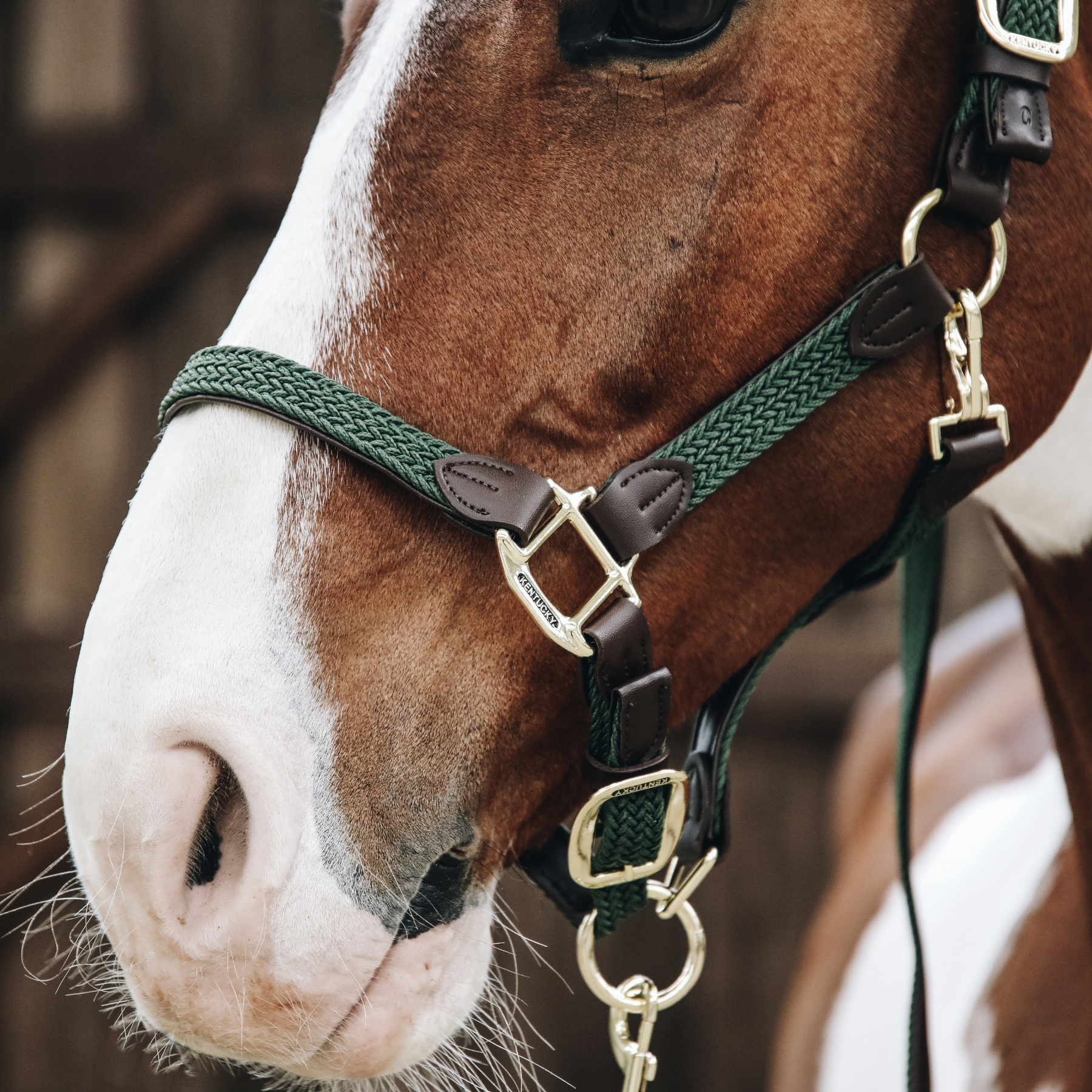 Kentucky Horsewear Plaited Nylon Horse Lead, Olive