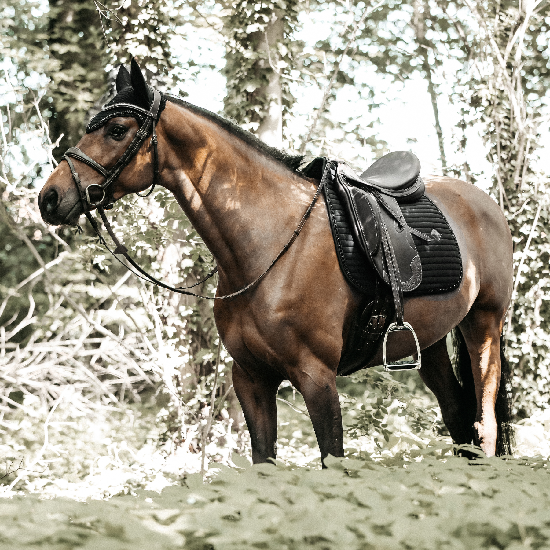 Kentucky Horsewear Saddle Pad Pearls Dressage Black Edition