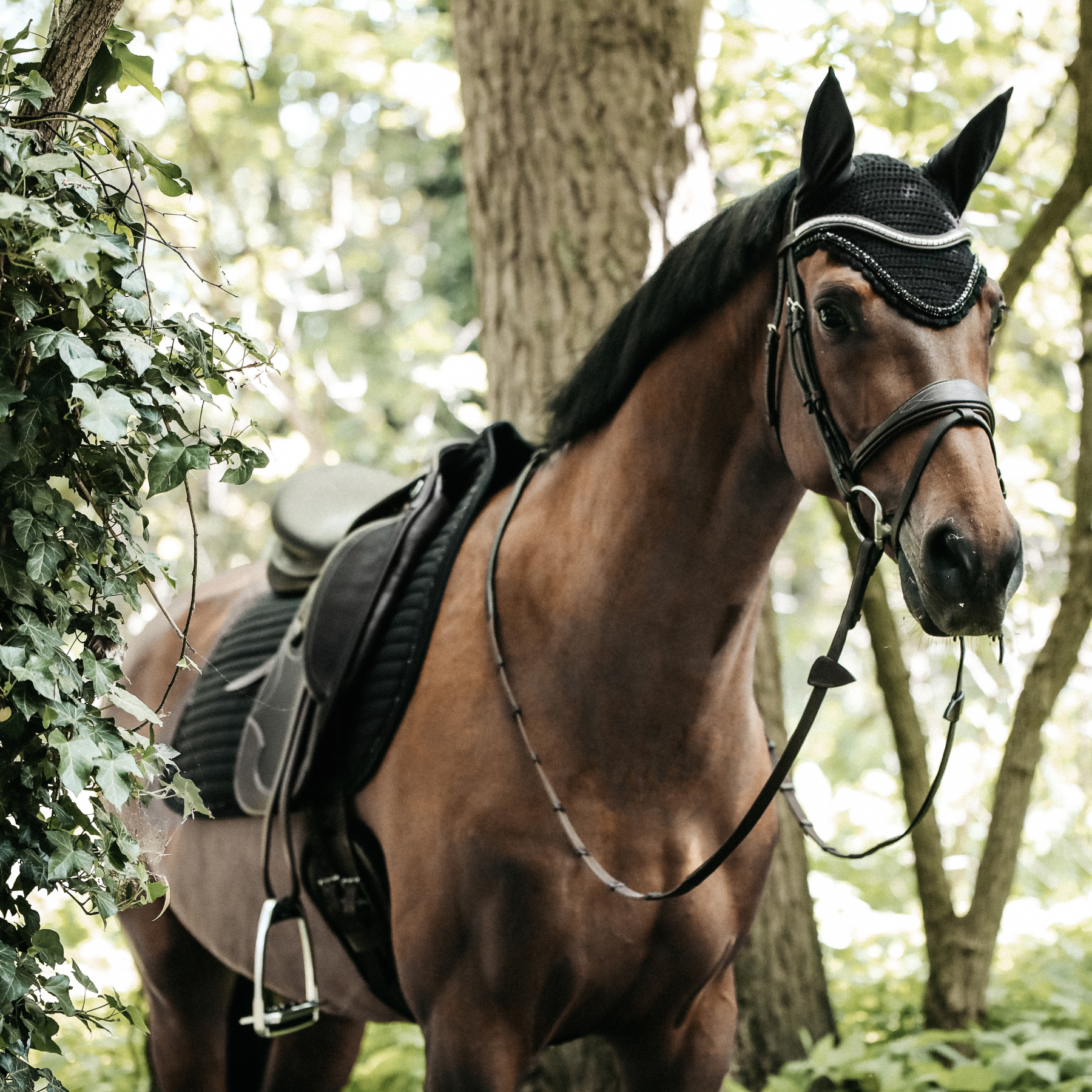 Kentucky Horsewear Saddle Pad Pearls Dressage Black Edition
