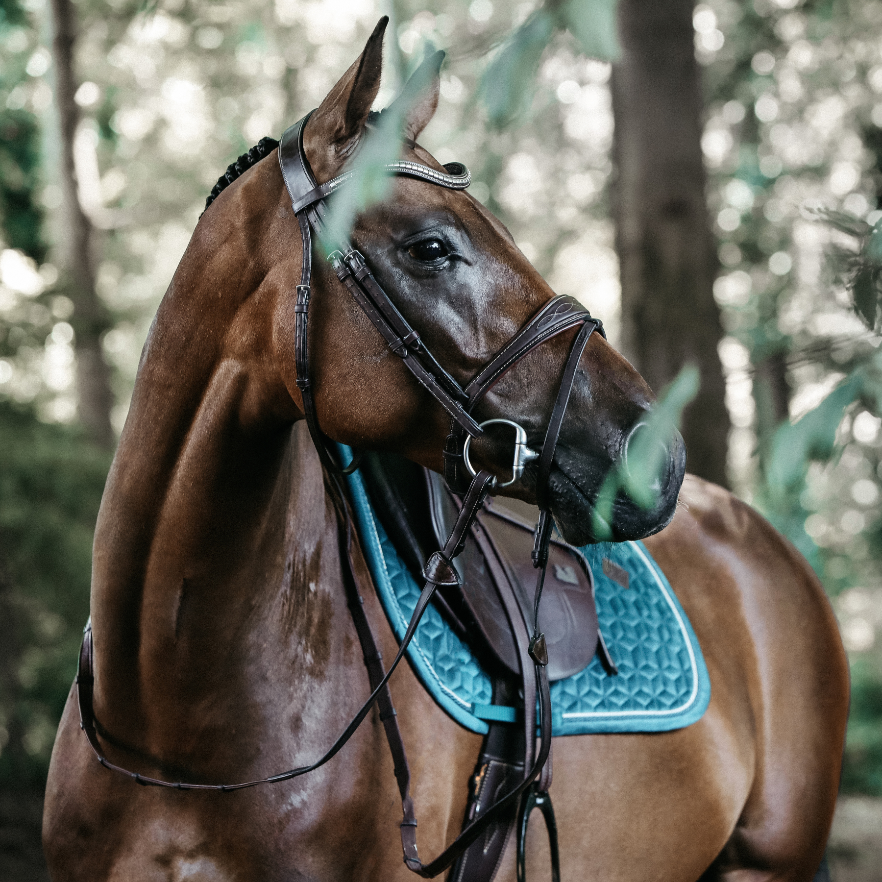 Kentucky Horsewear Saddle Pad Velvet Jumping Emerald Edition