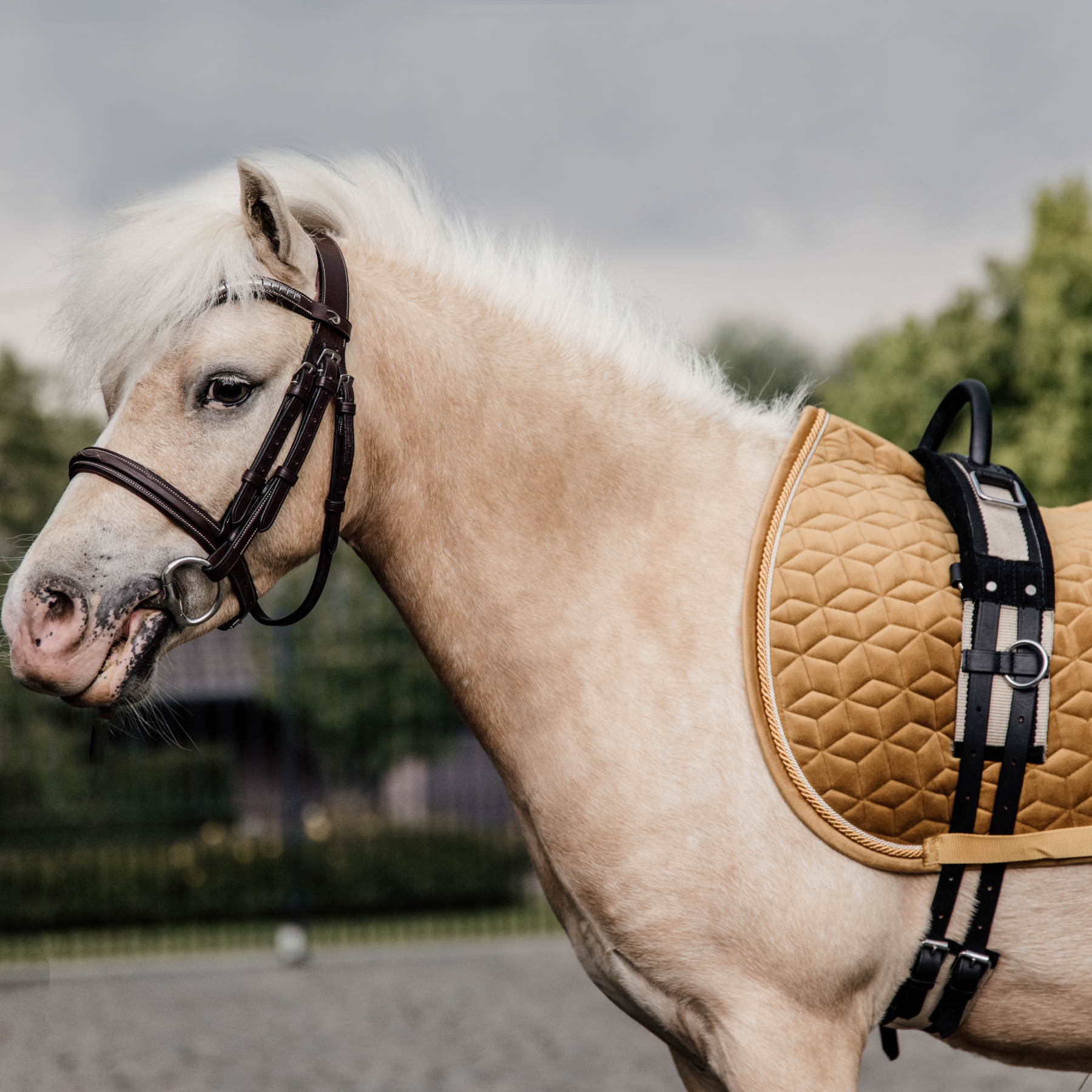 Kentucky Horsewear Saddle Pad Velvet, Pony