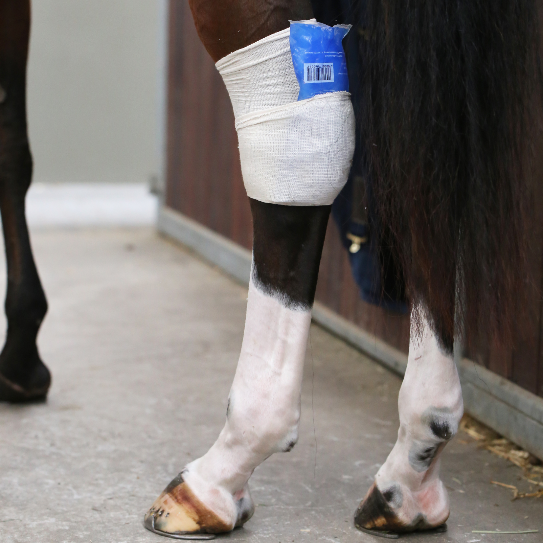 Kentucky Horsewear Tendon Grip Sock, Beige