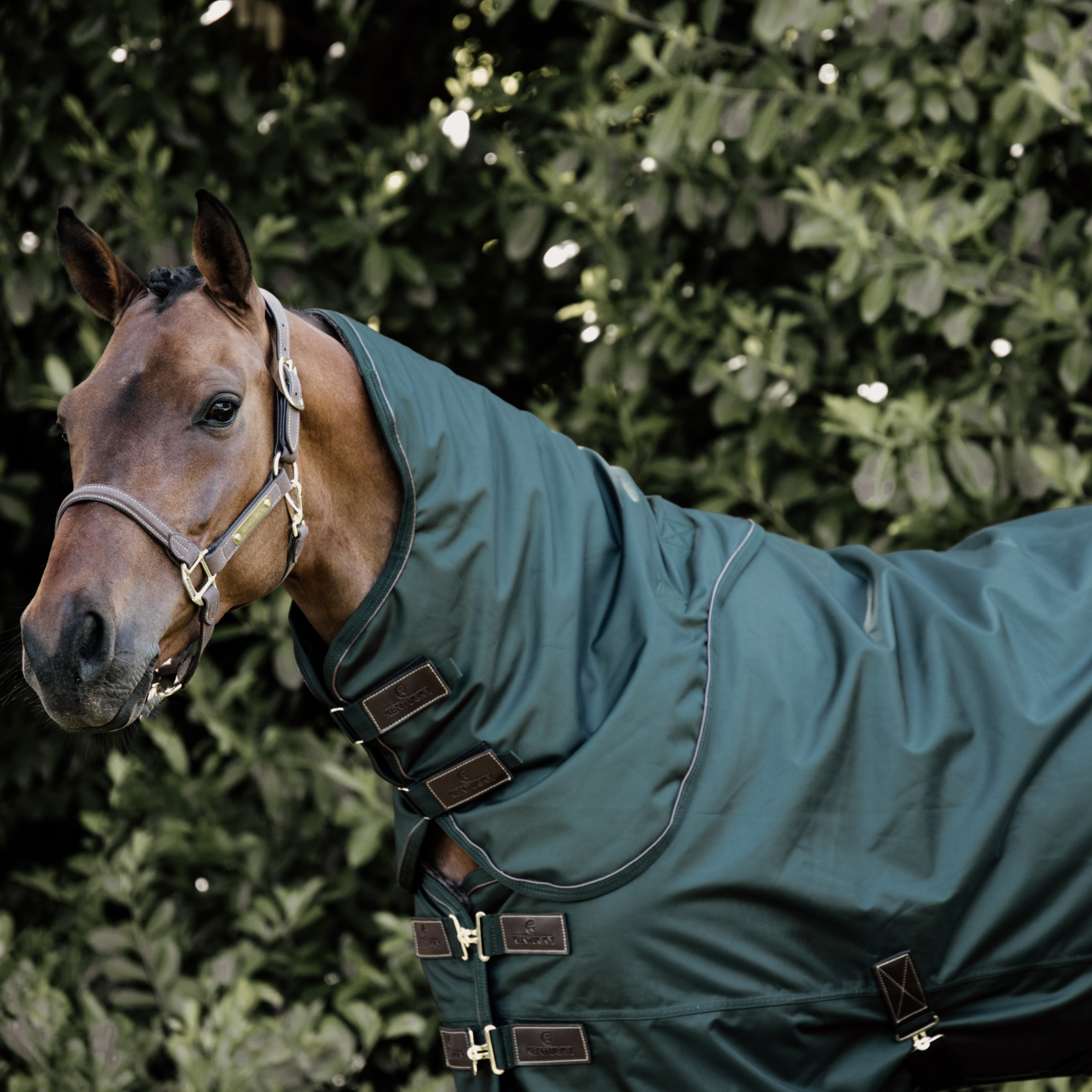 Kentucky Horsewear Turnout Rug All Weather Waterproof Pro 160G, Dark Green