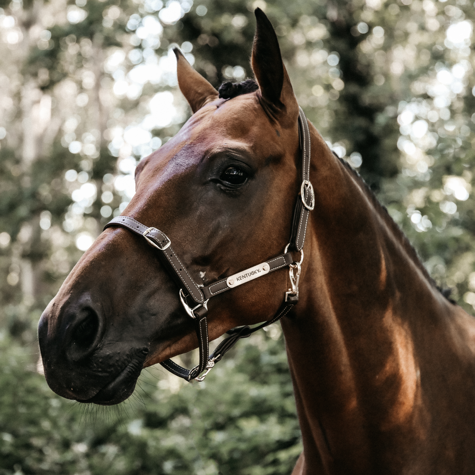 Kentucky Horsewear Vegan Leather Halter Flexible