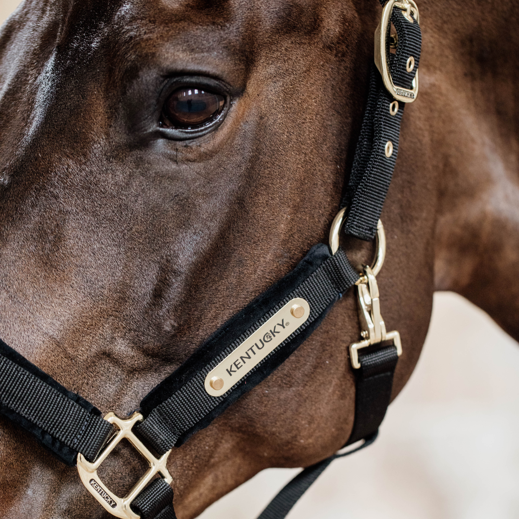 Kentucky Horsewear Velvet Halter, Black