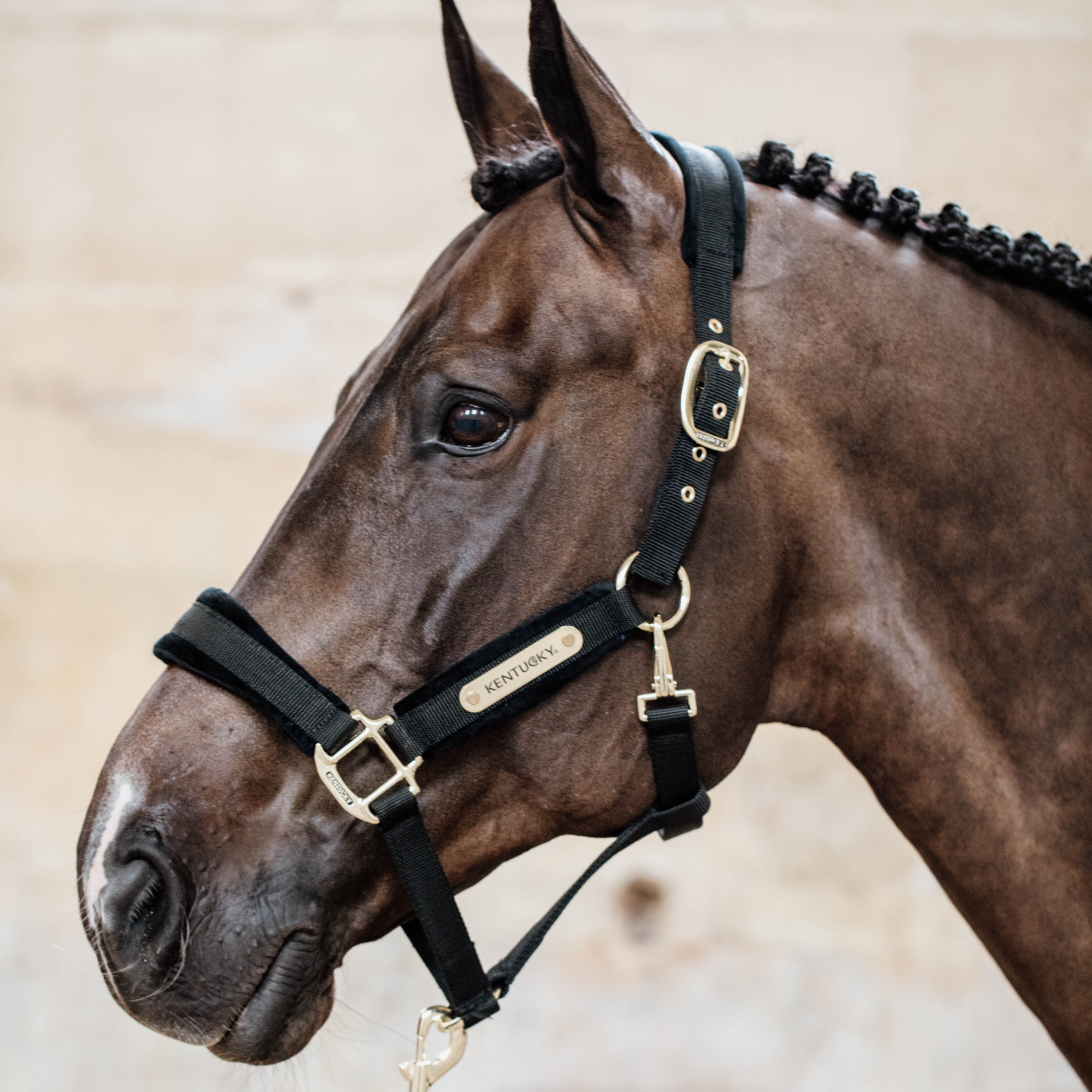 Kentucky Horsewear Velvet Halter, Black