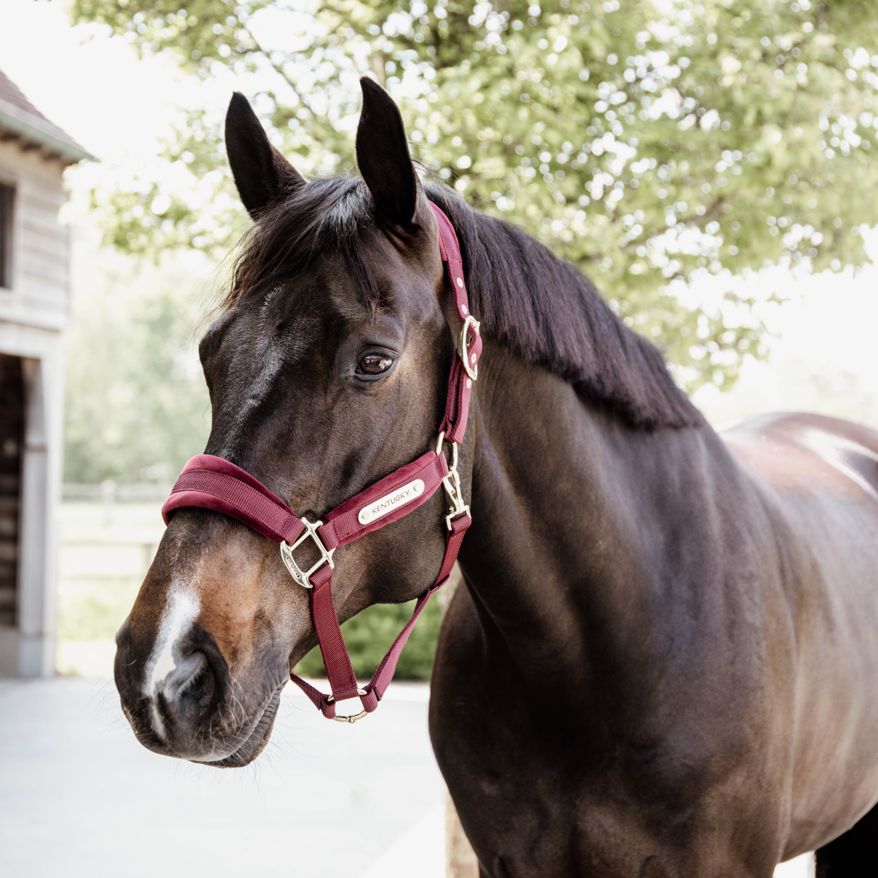 Kentucky Horsewear Velvet Halter, Bordeaux
