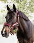 Kentucky Horsewear Velvet Halter, Bordeaux