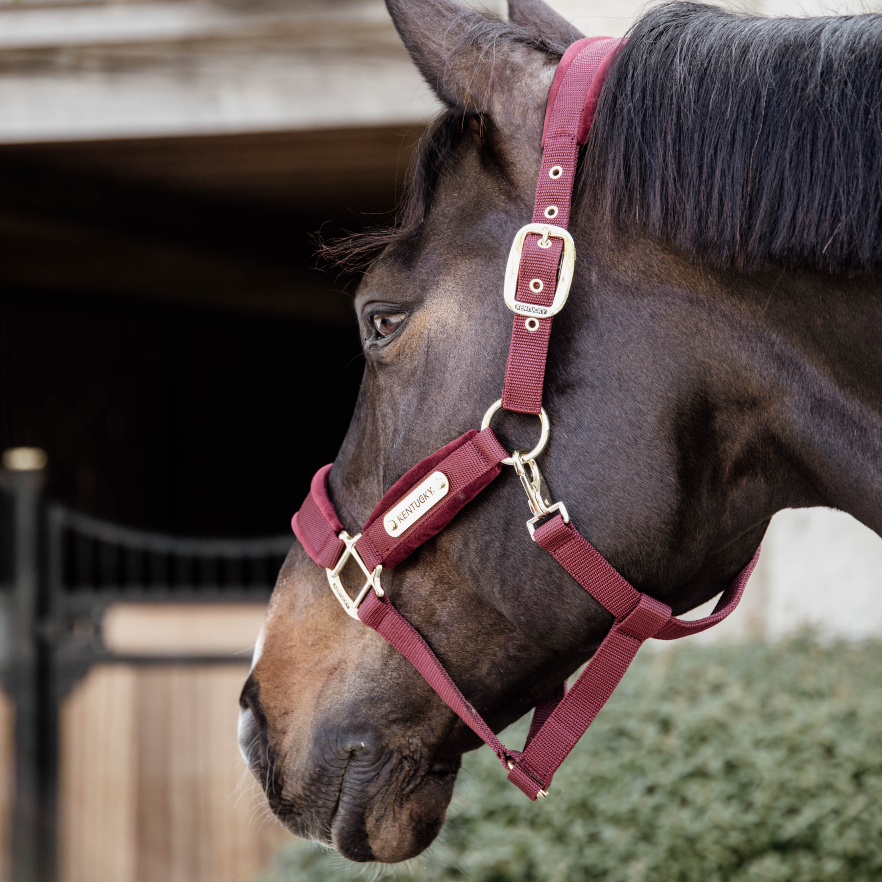 Kentucky Horsewear Velvet Halter, Bordeaux