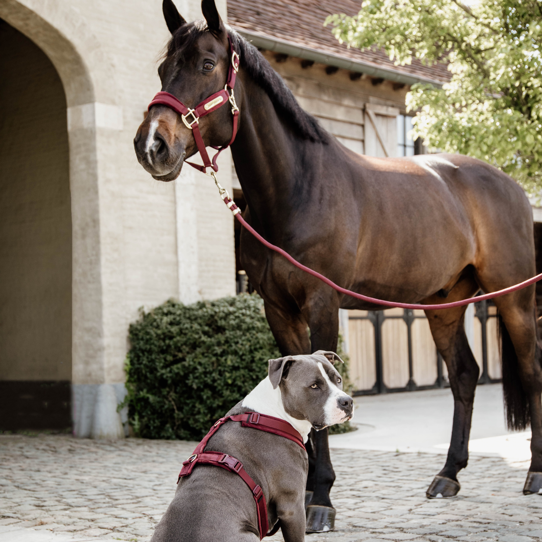 Kentucky Horsewear Velvet Halter, Bordeaux