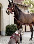 Kentucky Horsewear Velvet Halter, Bordeaux