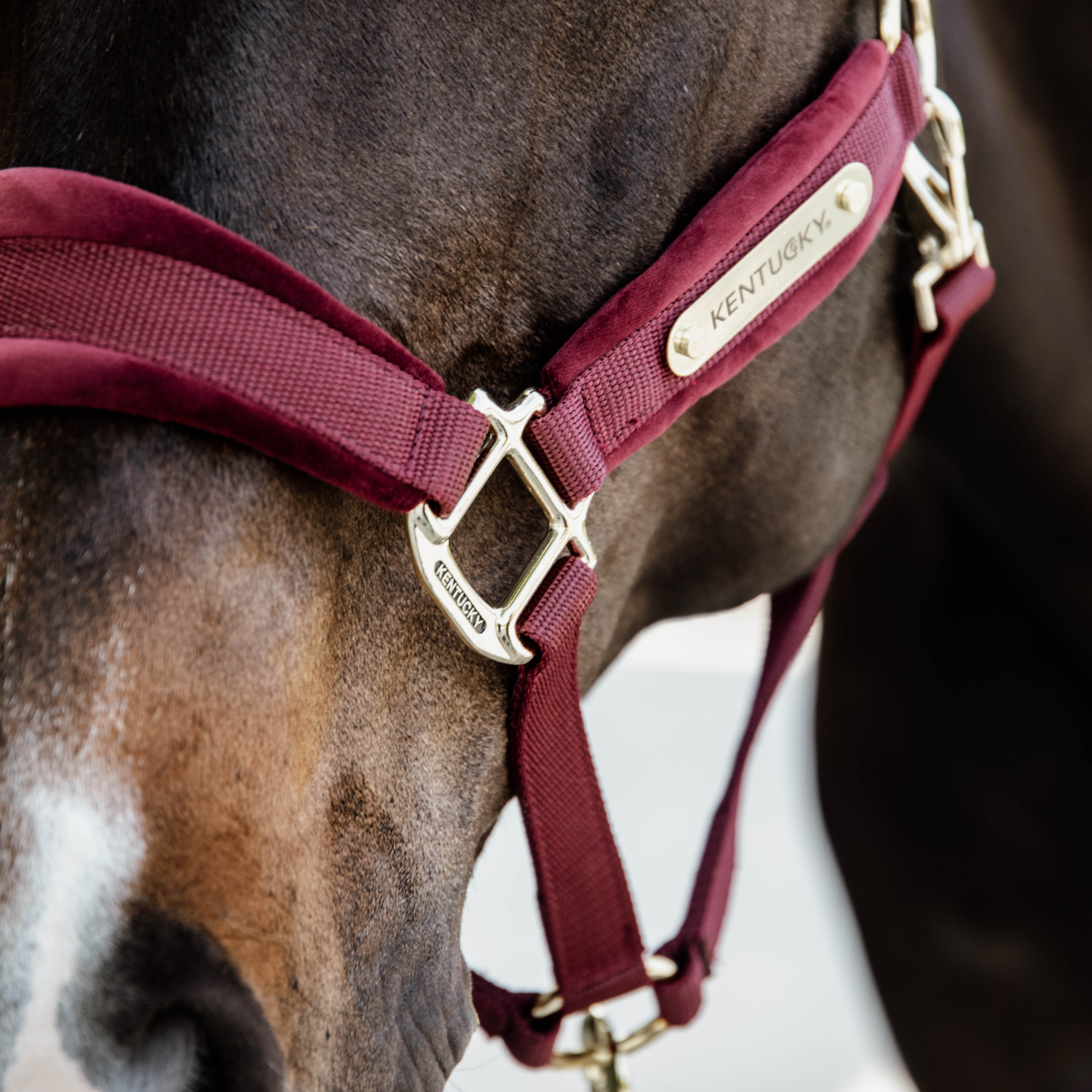 Kentucky Horsewear Velvet Halter, Bordeaux