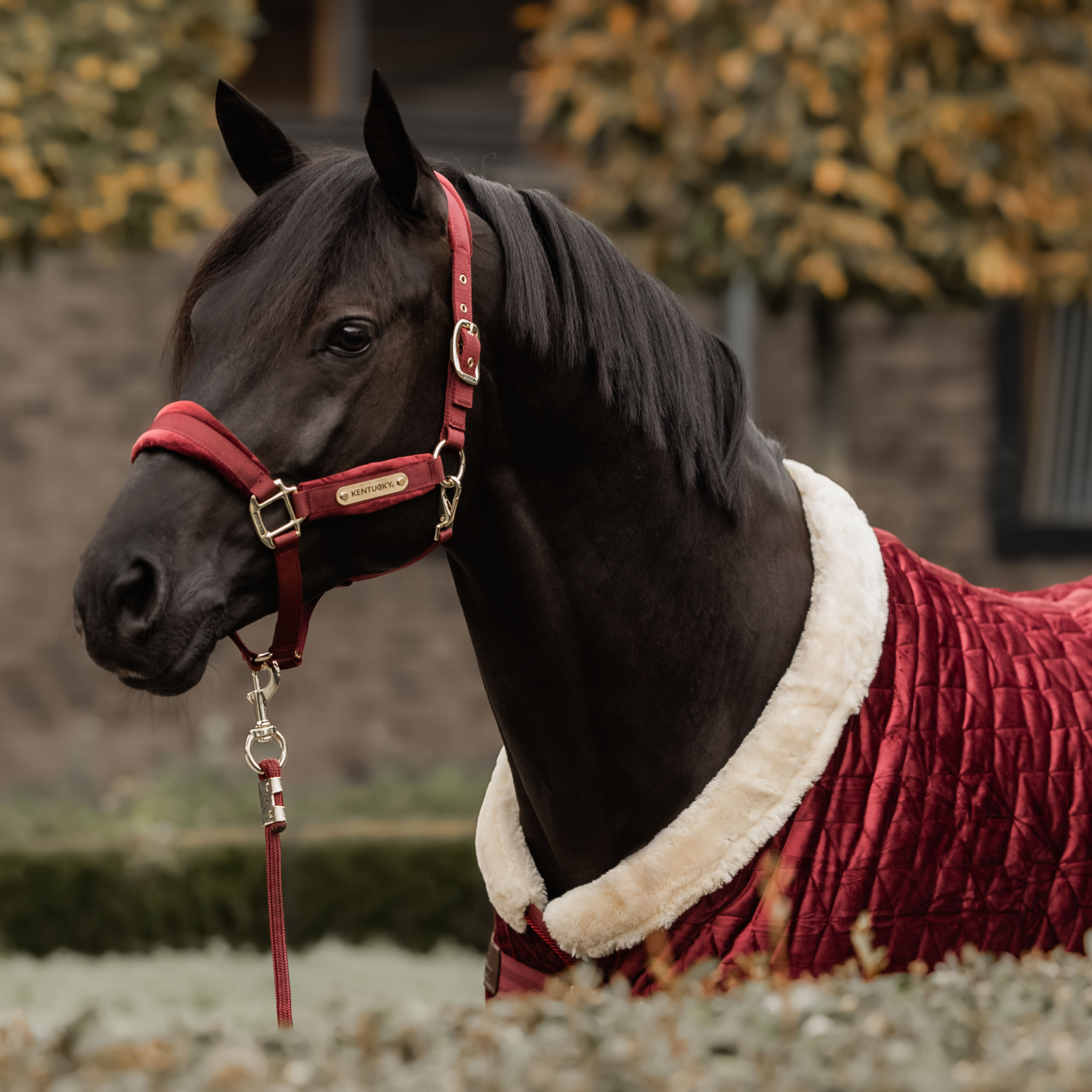 Kentucky Horsewear Velvet Halter, Bordeaux