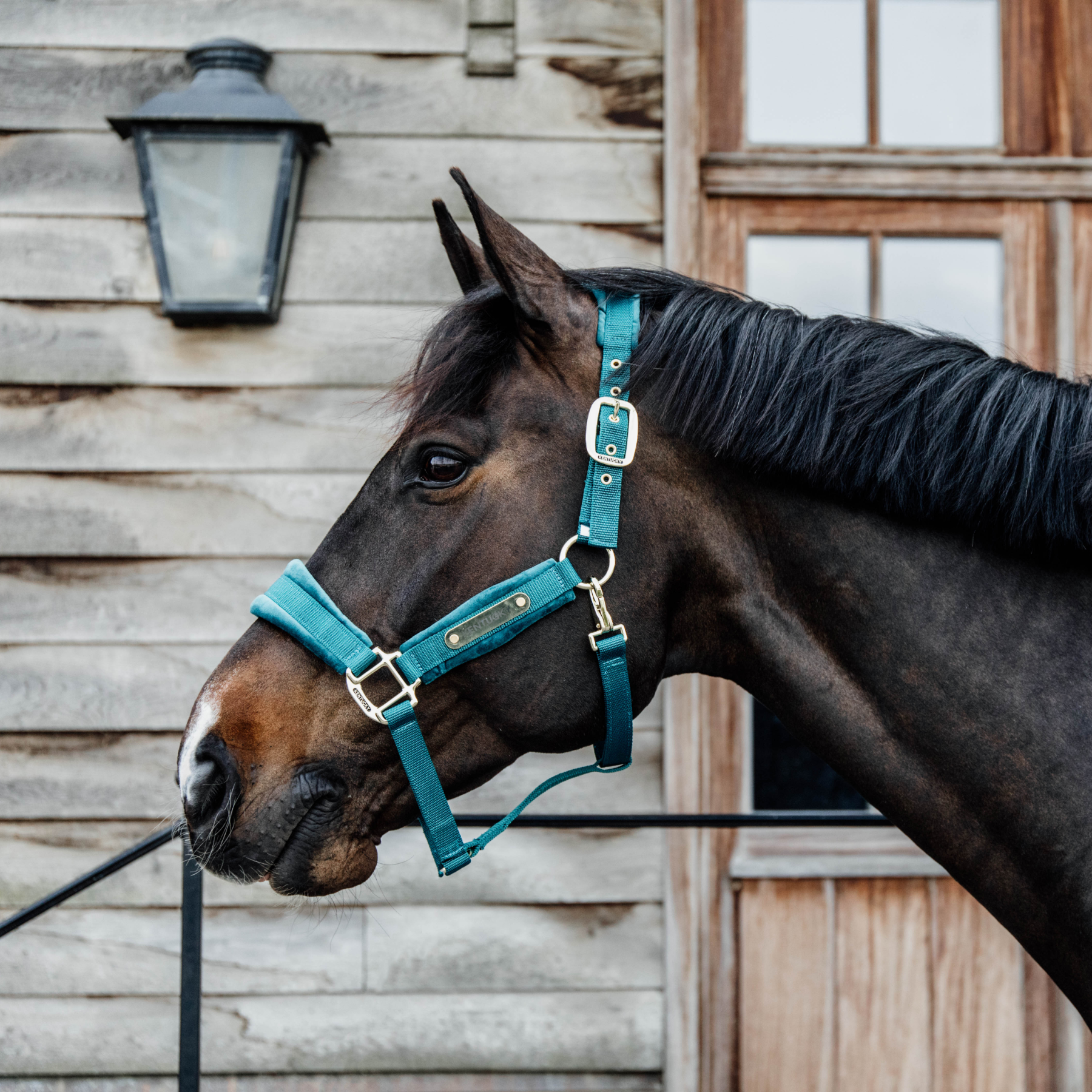 Kentucky Horsewear Velvet Halter, Emerald