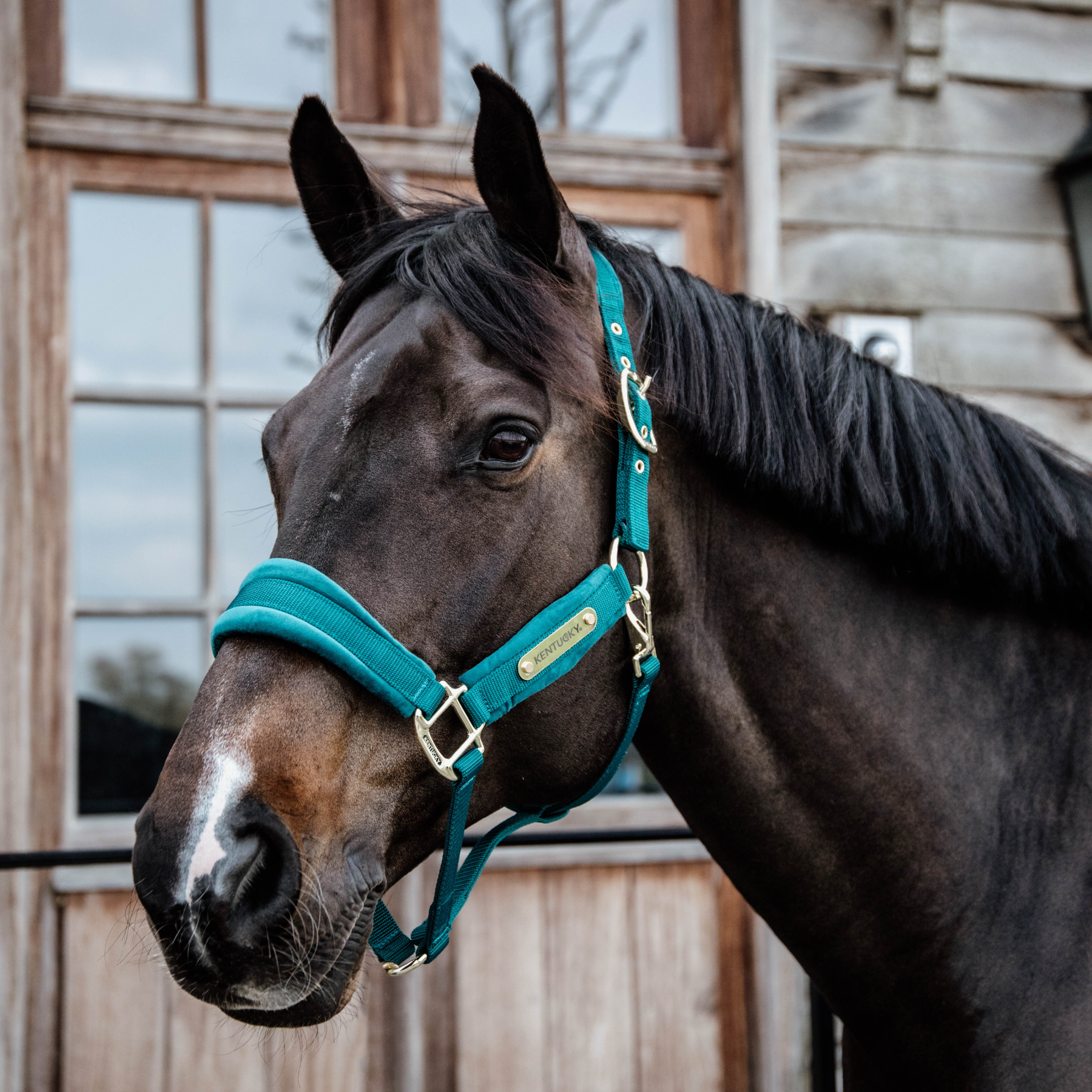 Kentucky Horsewear Velvet Halter, Emerald