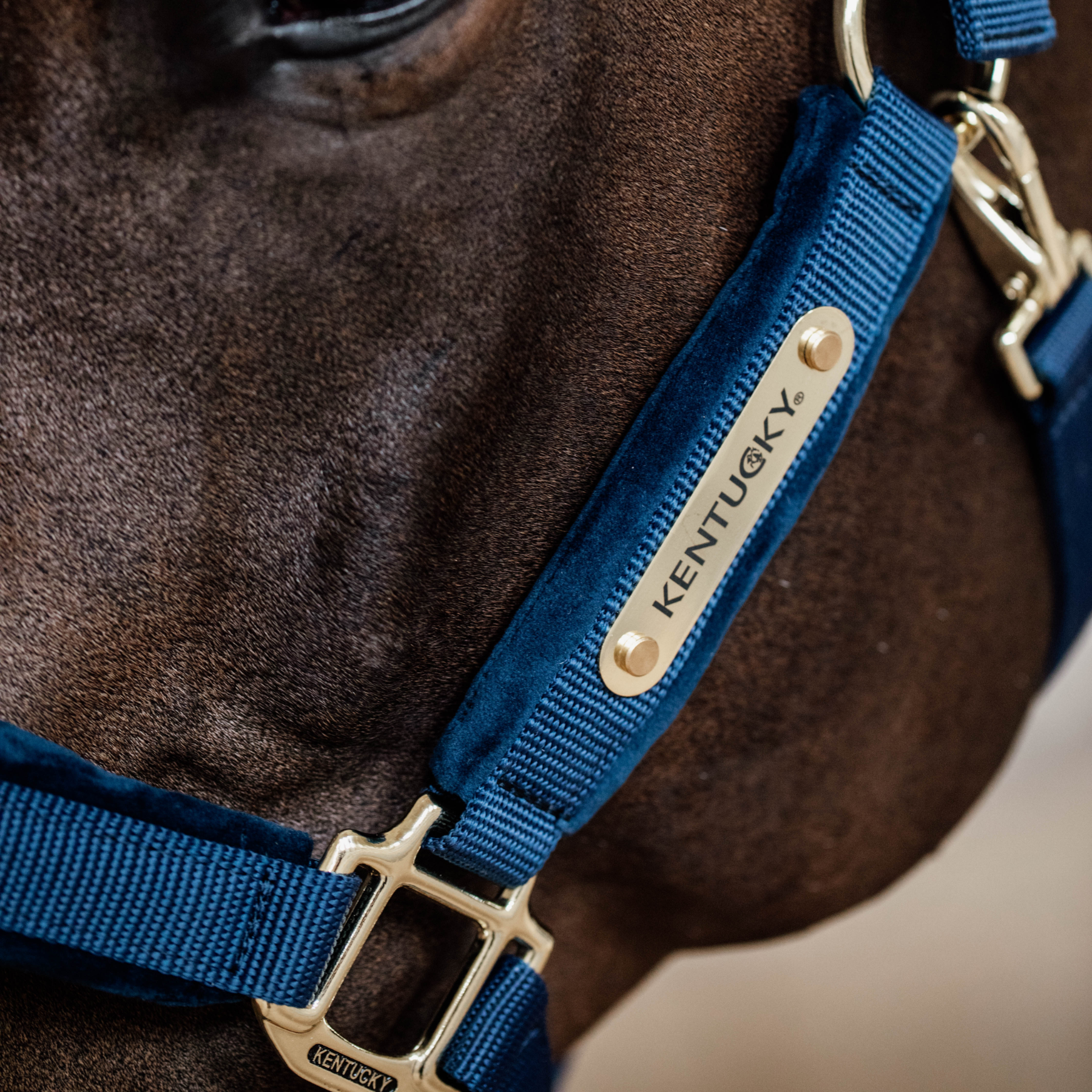Kentucky Horsewear Velvet Halter, Navy