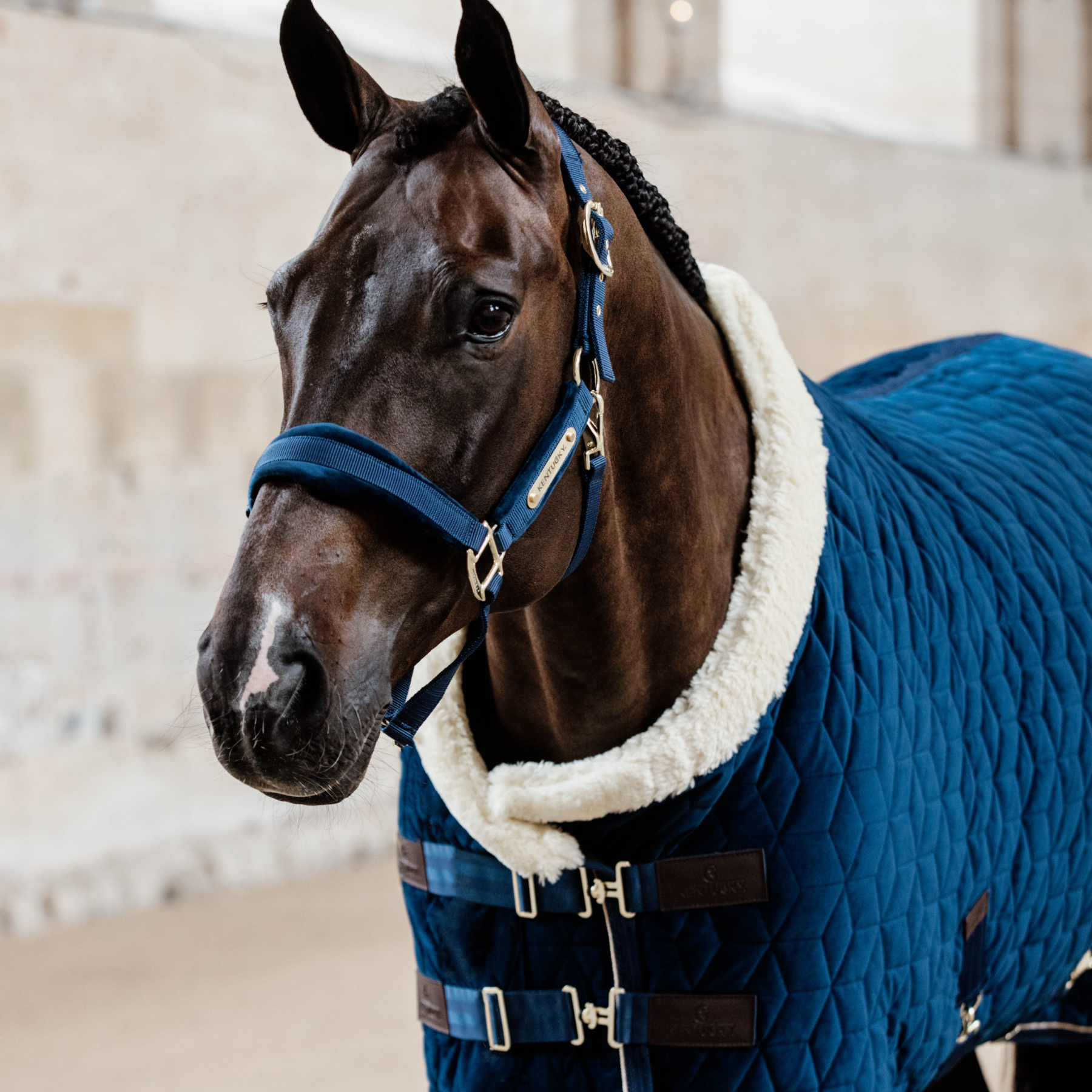 Kentucky Horsewear Velvet Halter, Navy