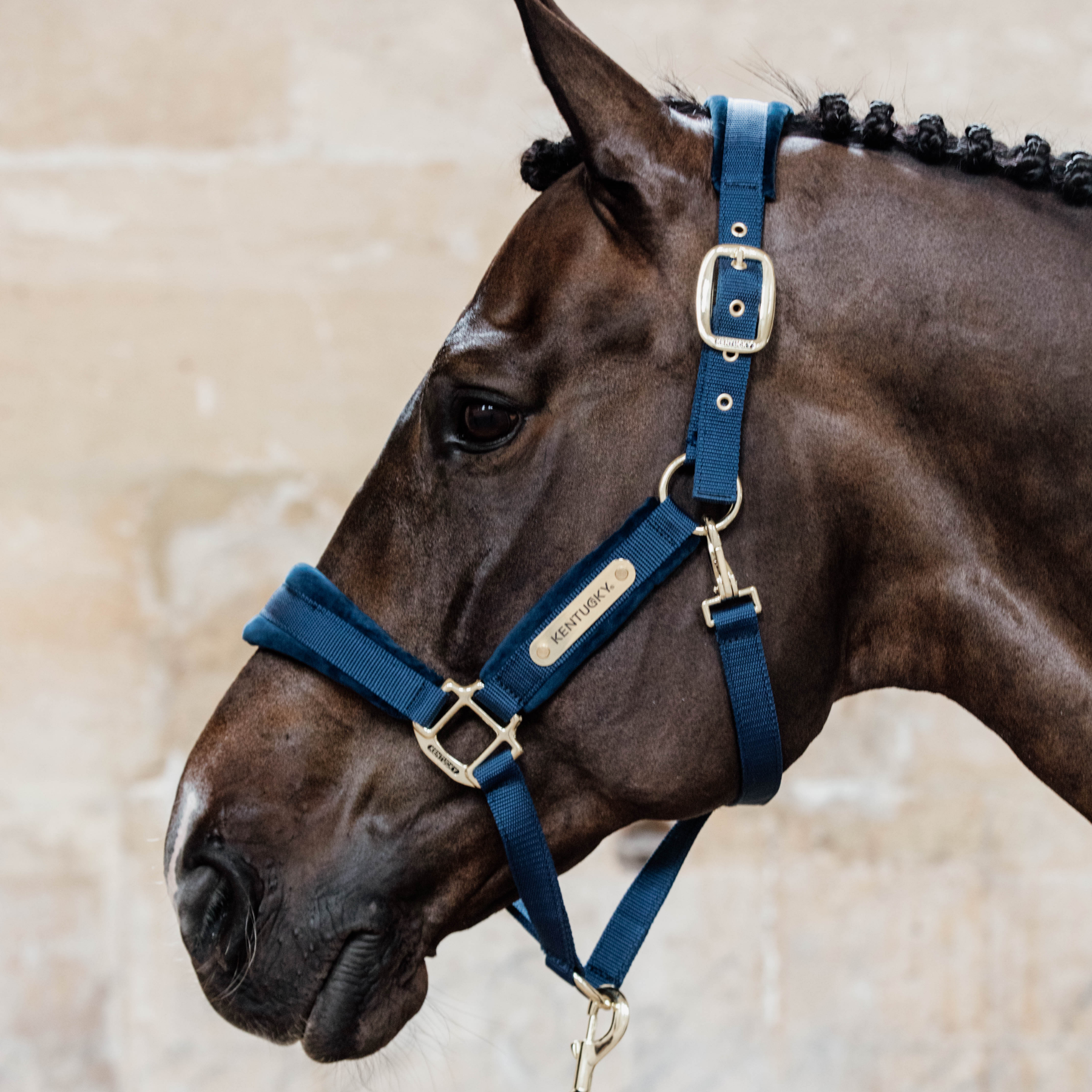 Kentucky Horsewear Velvet Halter, Navy