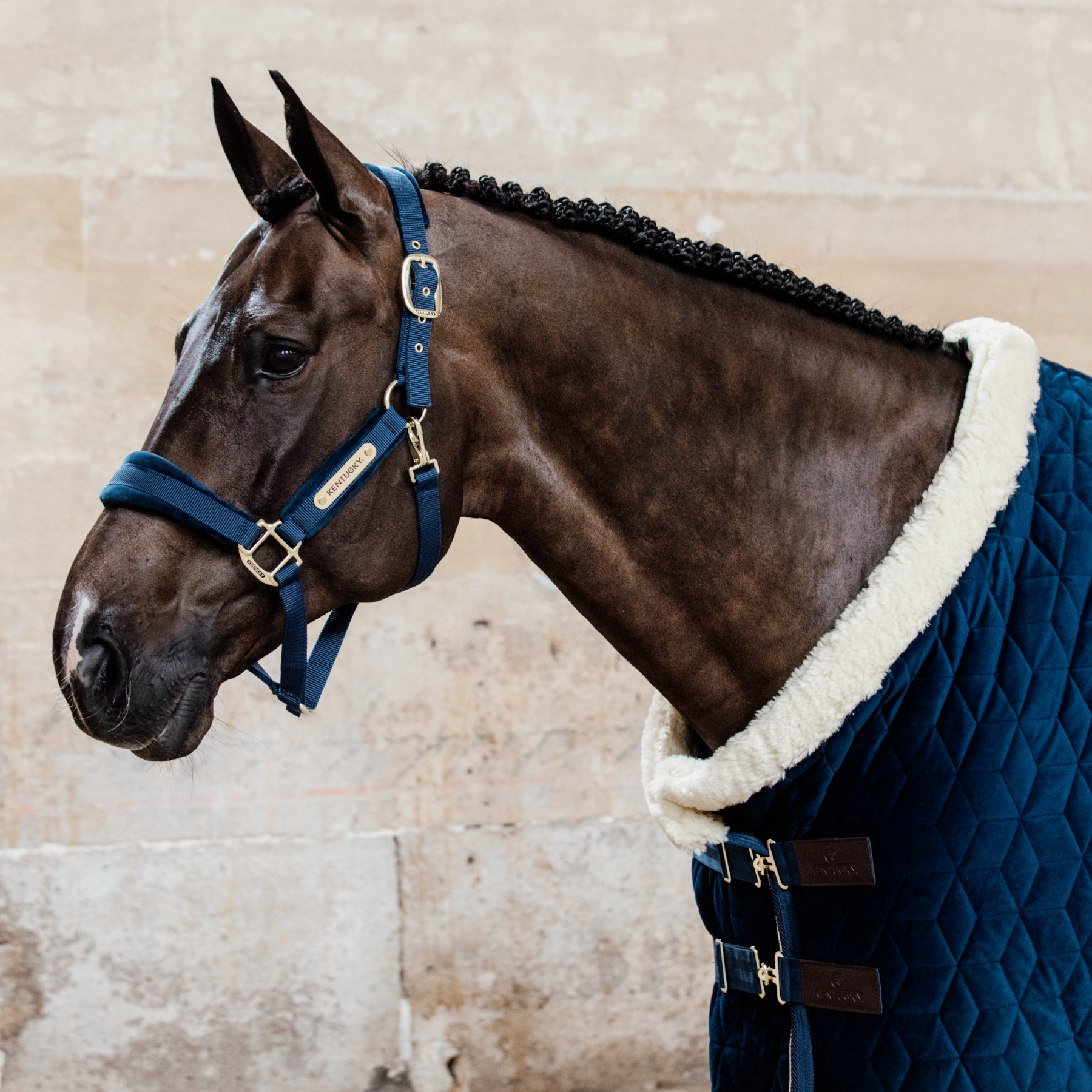 Kentucky Horsewear Velvet Halter, Navy