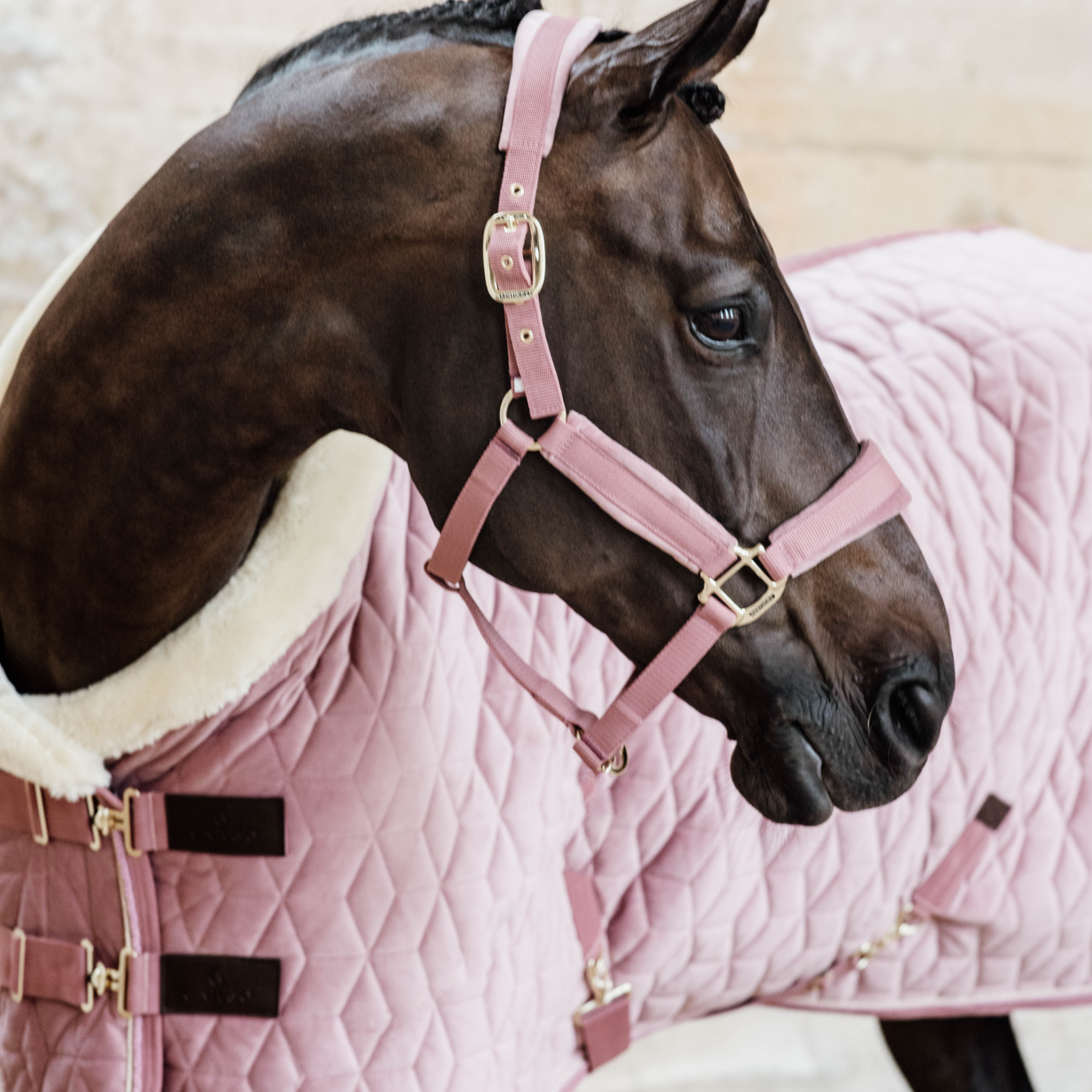 Kentucky Horsewear Velvet Halter, Old Rose