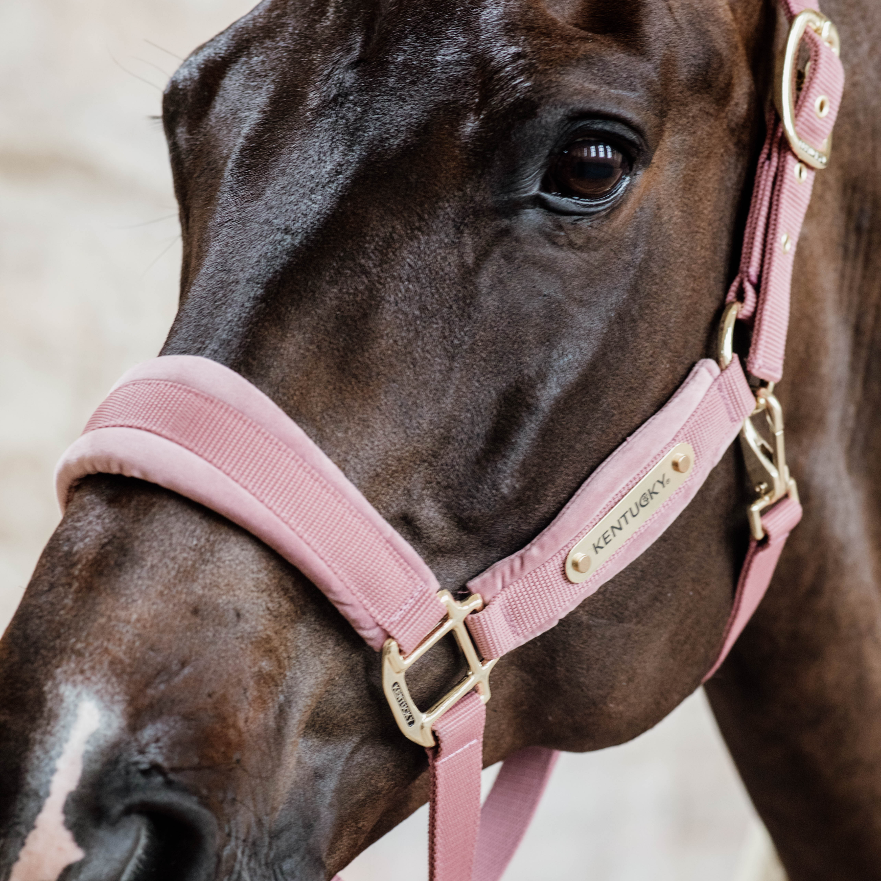 Kentucky Horsewear Velvet Halter, Old Rose