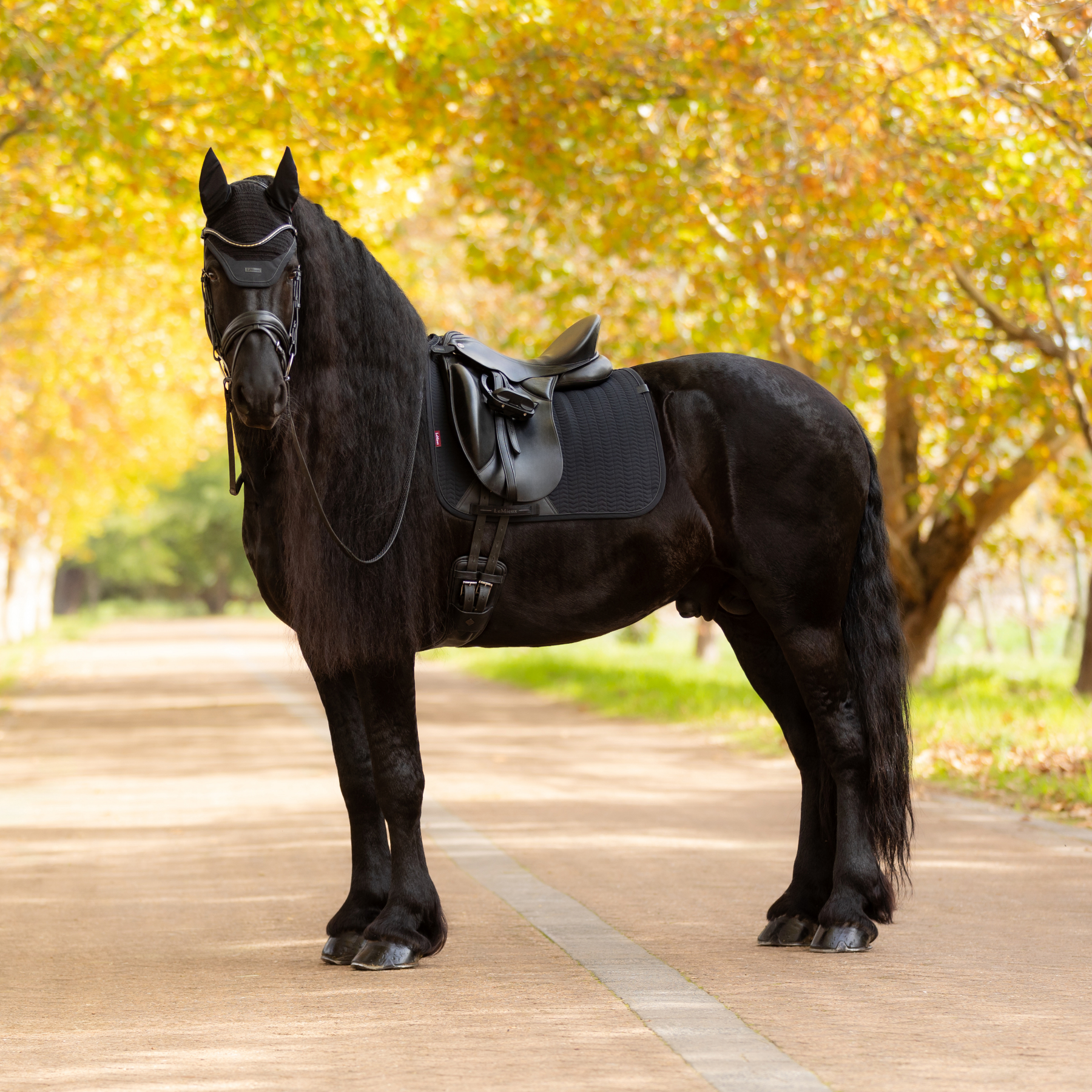 LeMieux Finesse Dressage Saddle Pad, Black