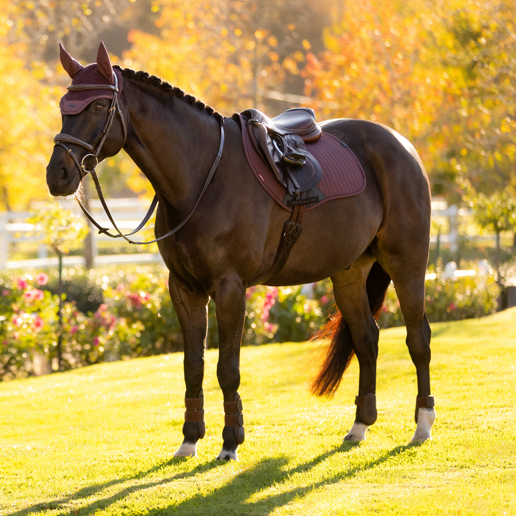 LeMieux Finesse EuroJump Saddle Pad, Damson