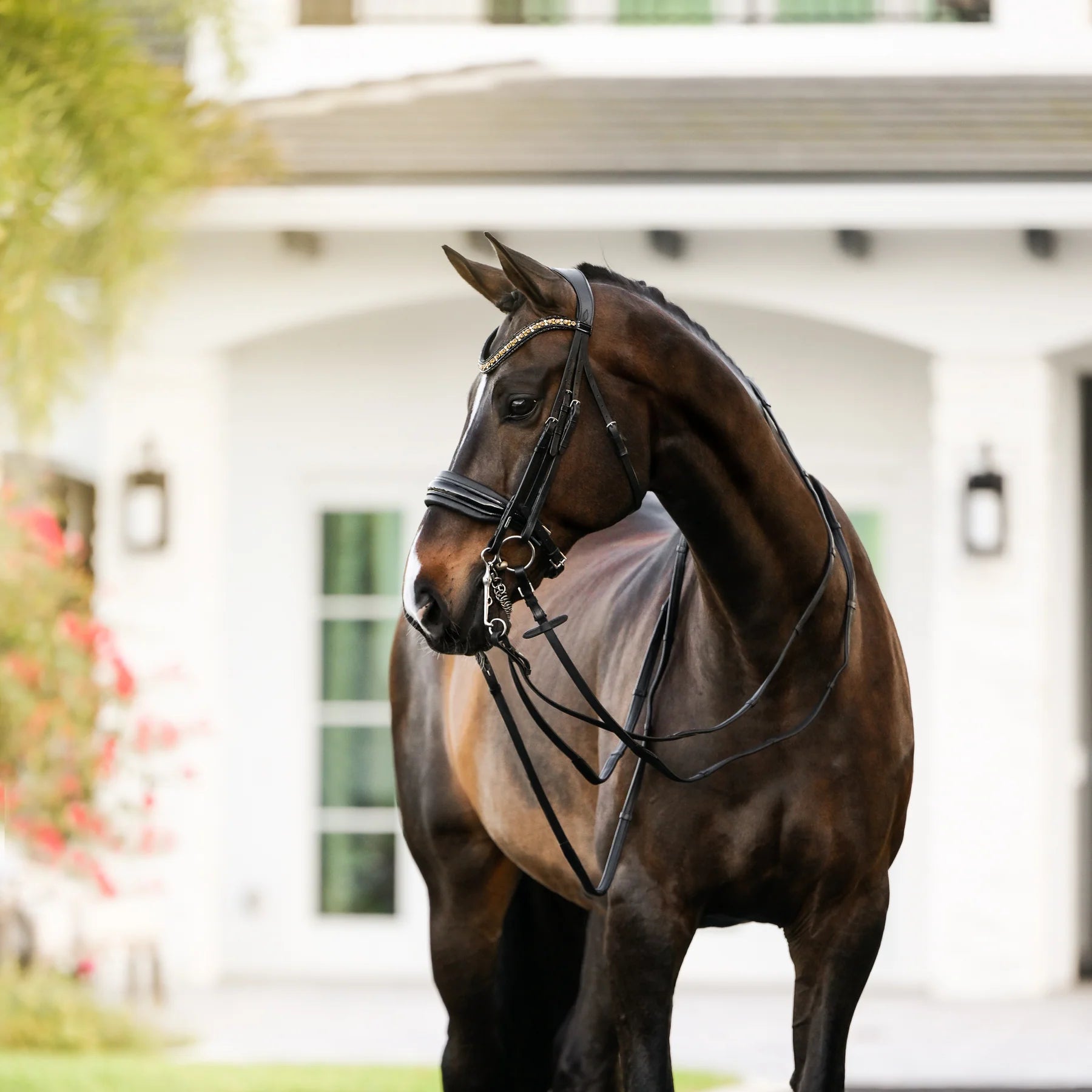 Lumiere Equestrian ARIANA Anatomic Premium Leather Double Bridle, Black with Reins