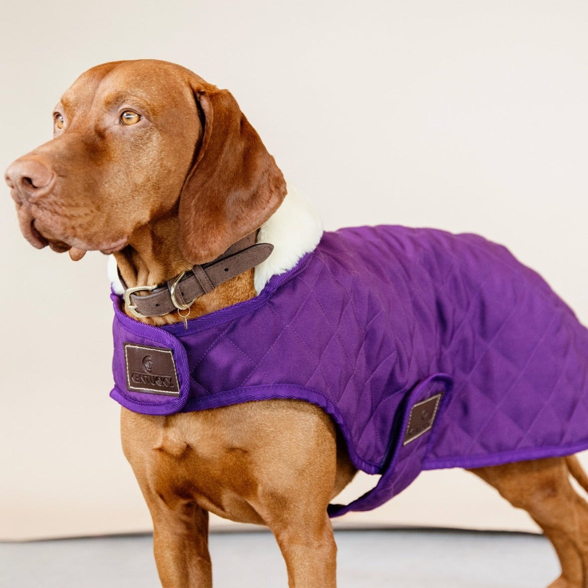 Kentucky Dog Coat, Royal Purple