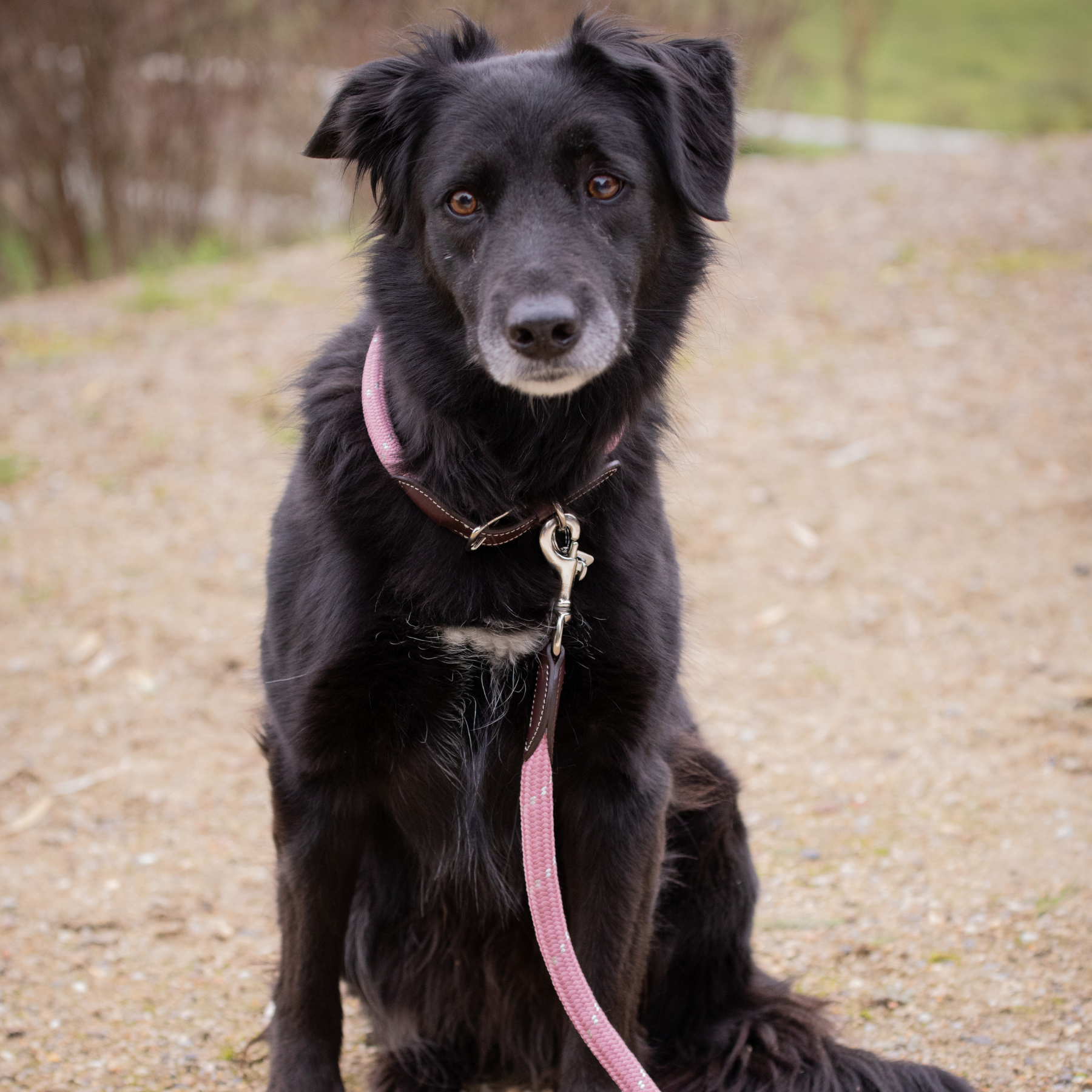 Pénélope Billie Dog Collar, Pink
