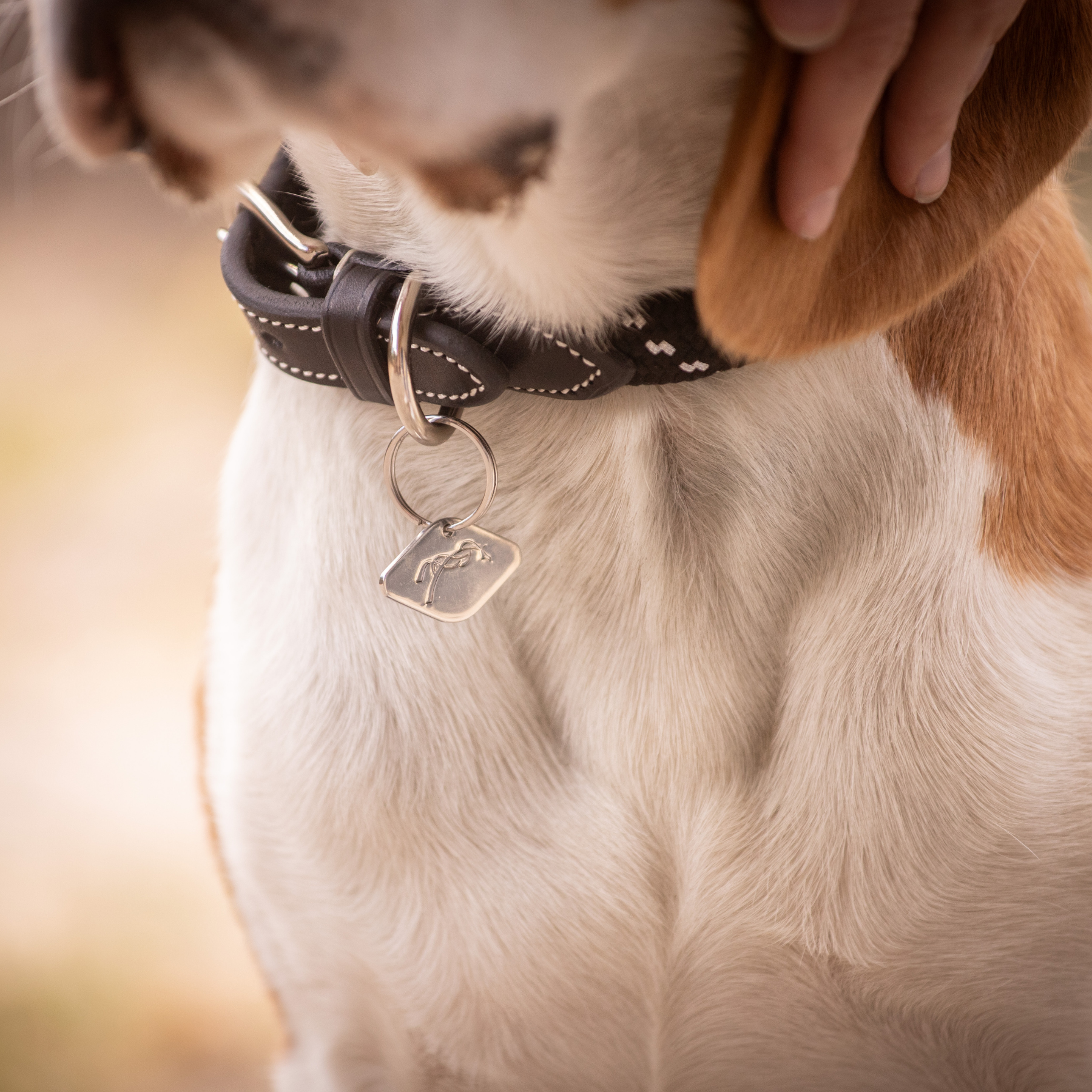 Pénélope Billie Dog Collar, Black