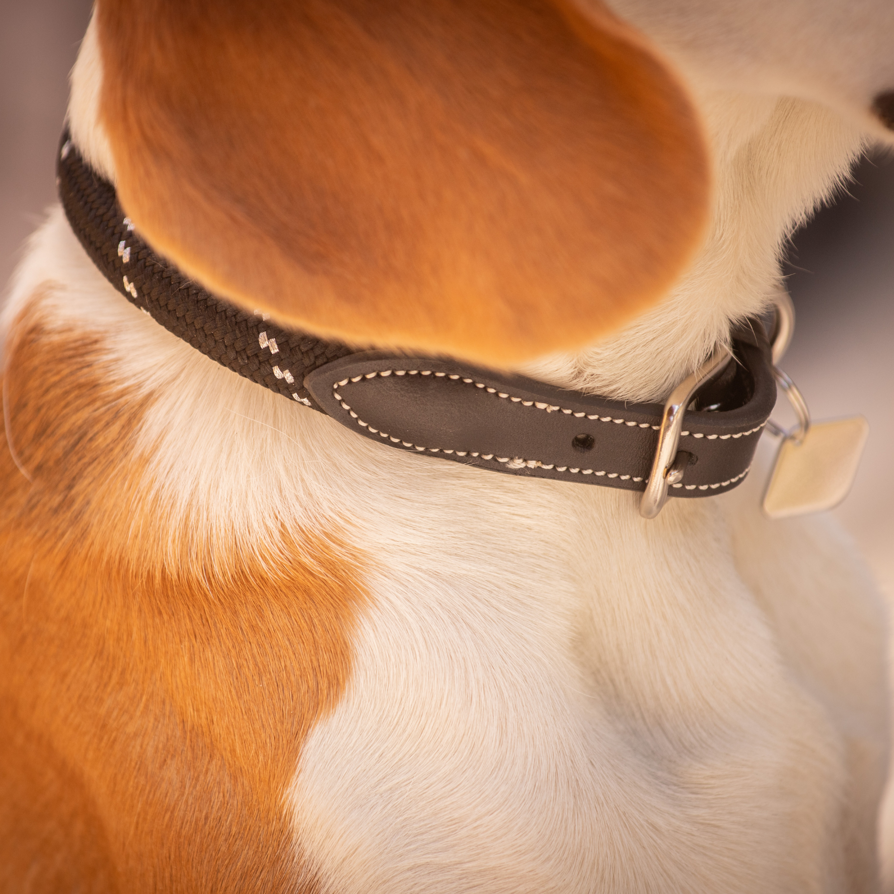 Pénélope Billie Dog Collar, Black