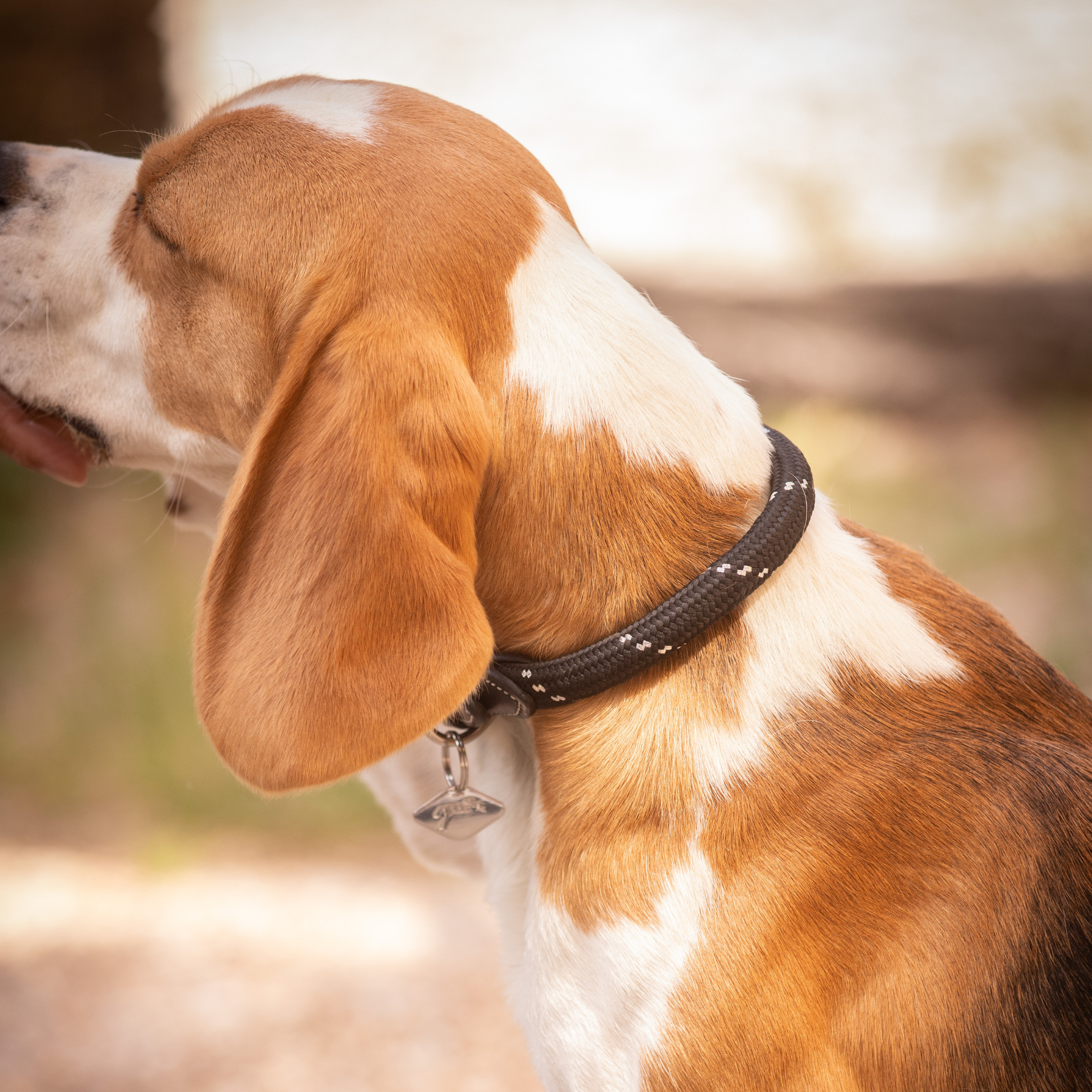 Pénélope Billie Dog Collar, Black