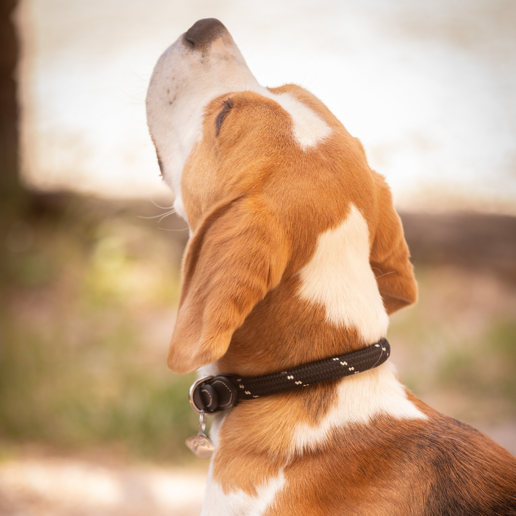 Pénélope Billie Dog Collar, Black