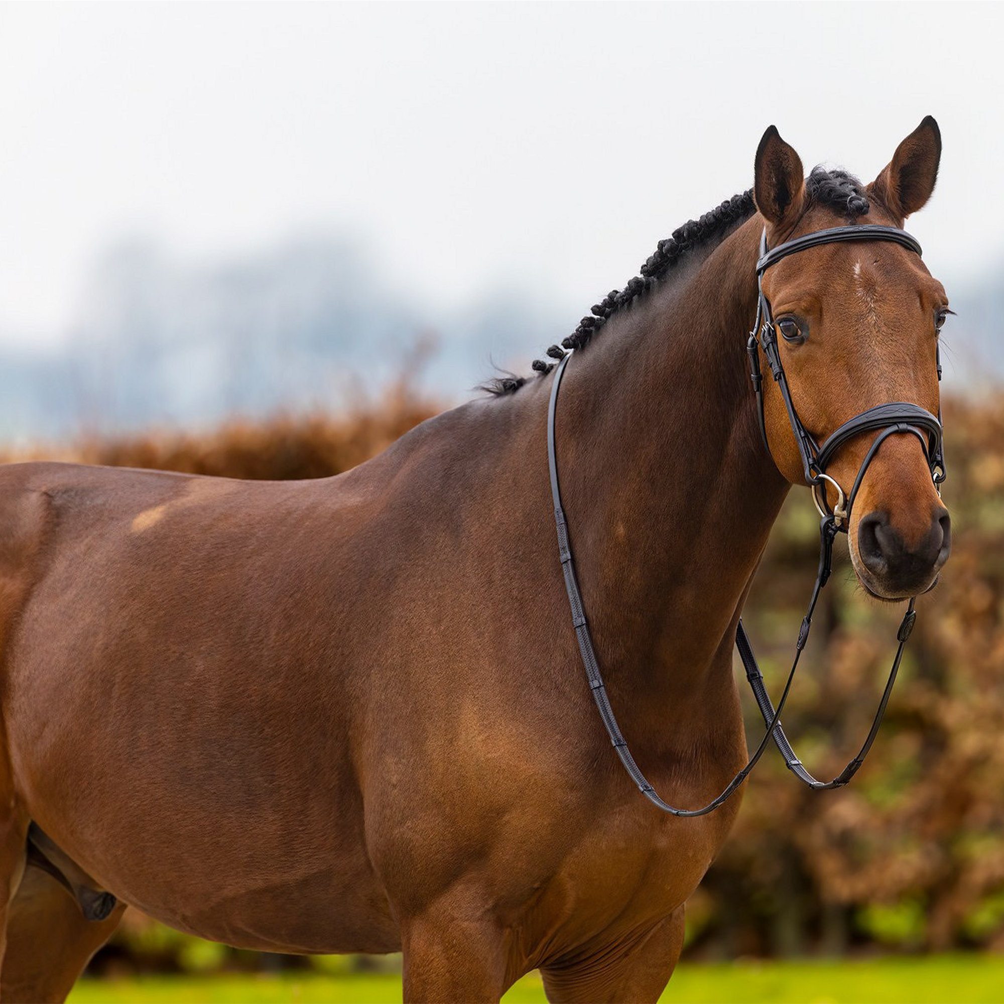 Trust Equestrian Amsterdam Comb. Noseband Bridle, Brown/Silver