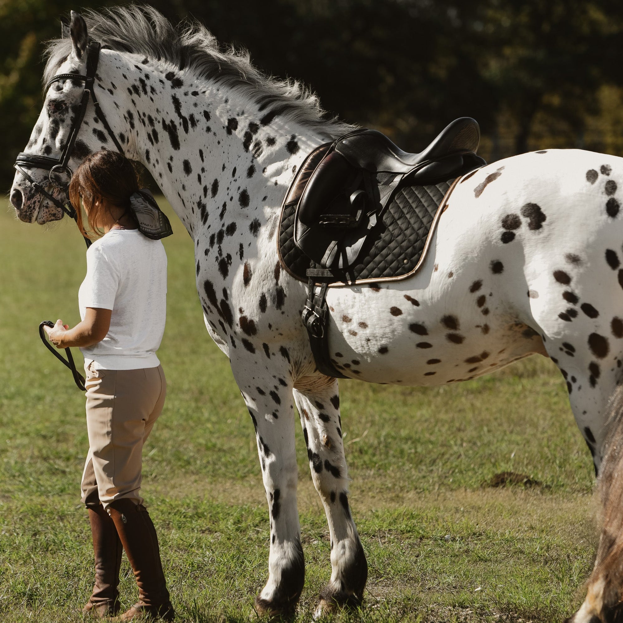 Sixteen Cypress Dressage Pad, Black & Gold Leaf