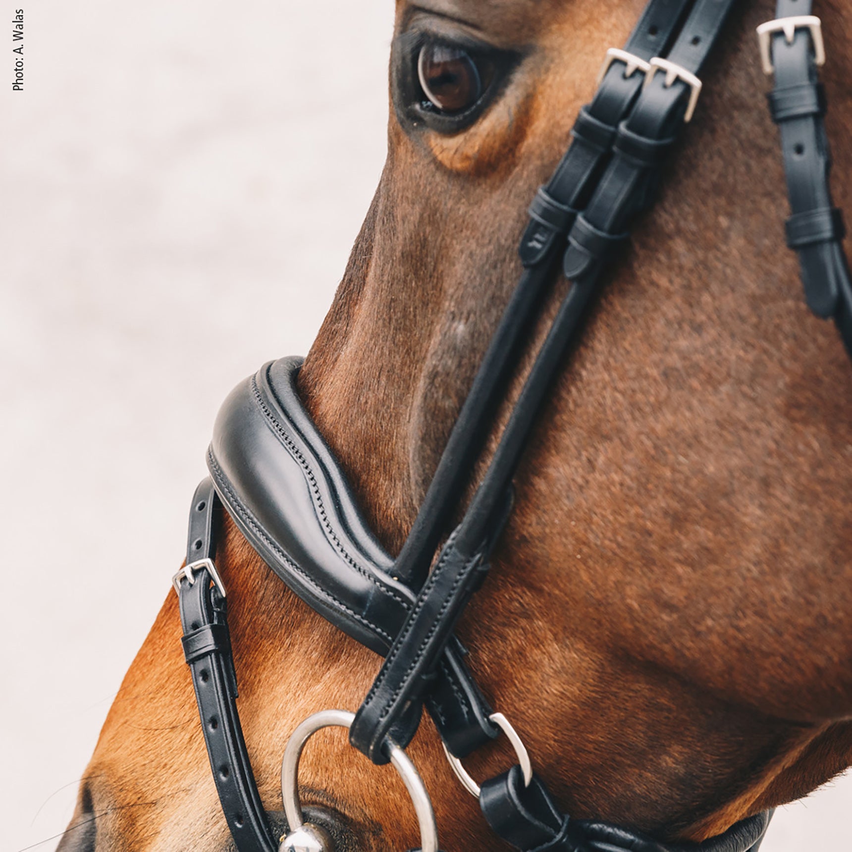 Schockemohle Malibu Anatomical Dressage Bridle, Black/Silver