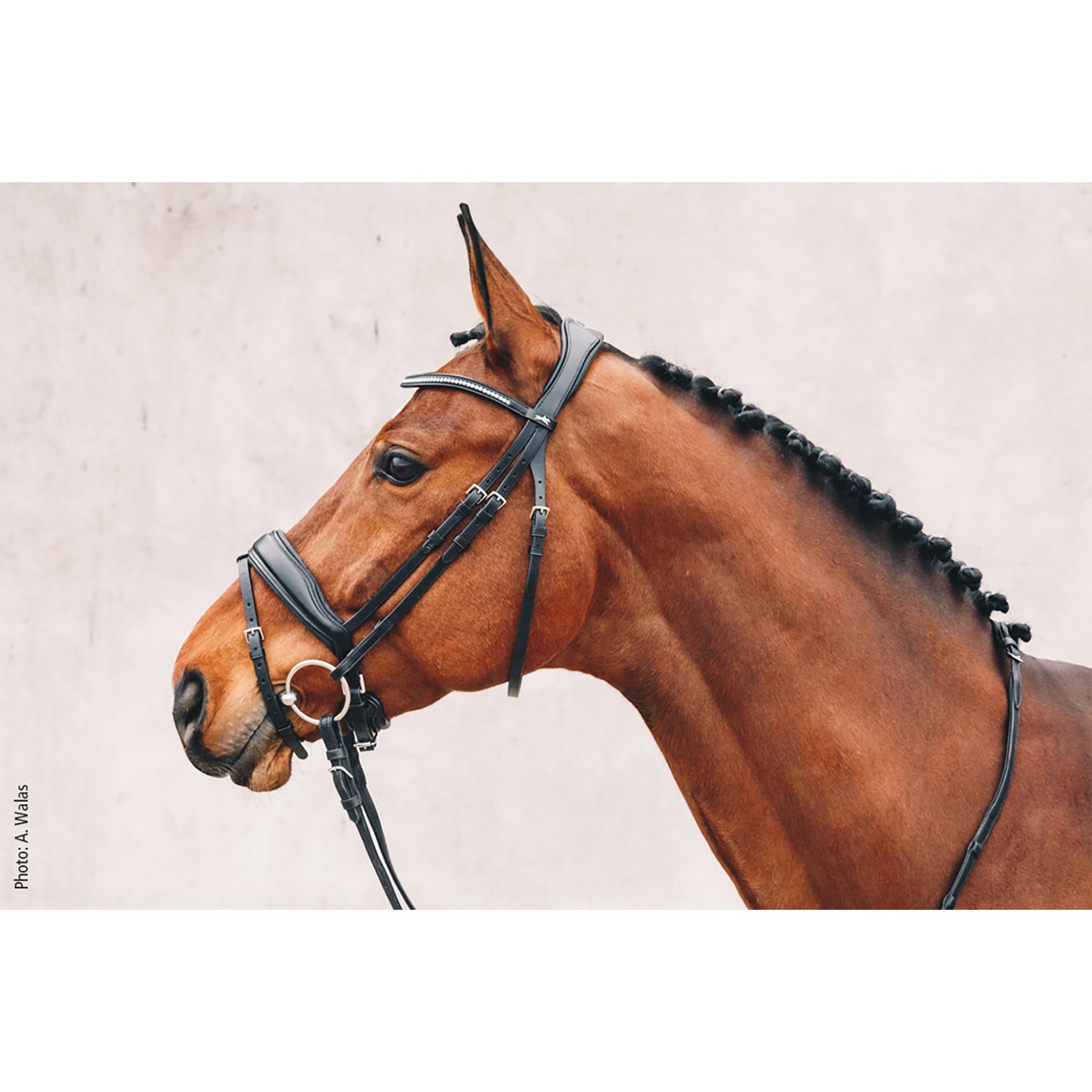 Schockemohle Stanford Anatomical Bridle, Black/Silver