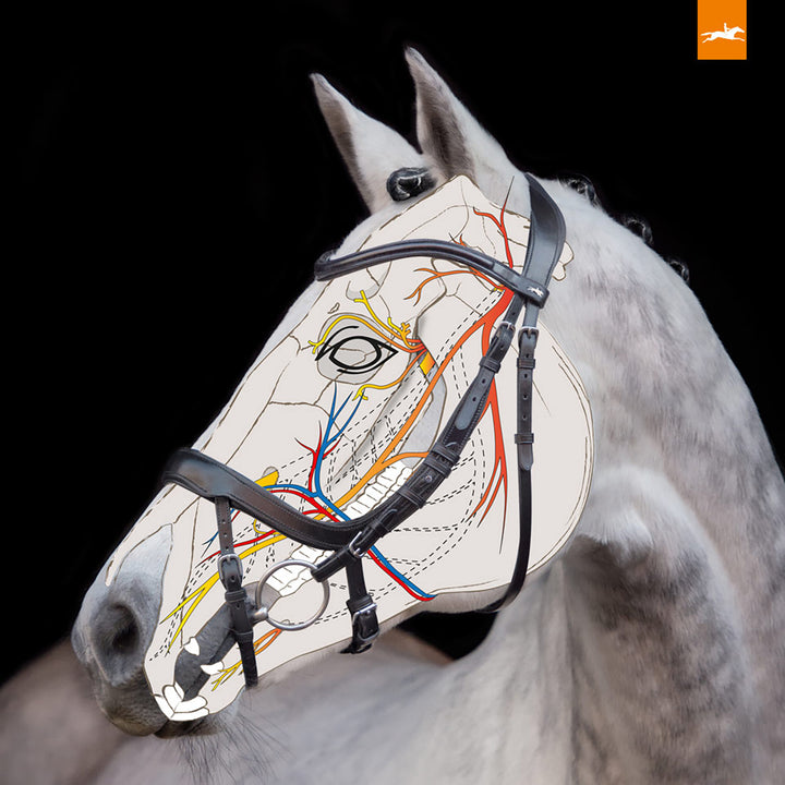 Schockemohle Equitus Alpha Anatomical Special Bridle, Black/Silver