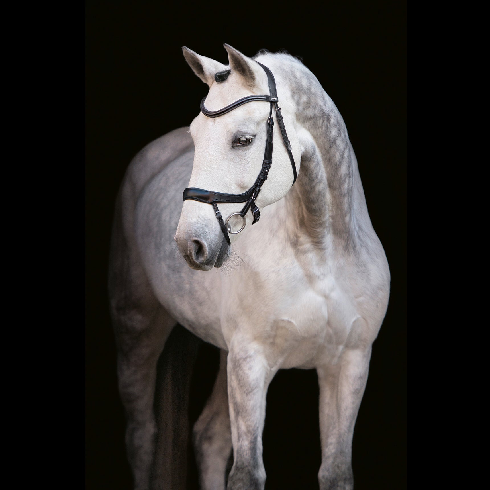 Schockemohle Equitus Alpha Anatomical Special Bridle, Black/Silver