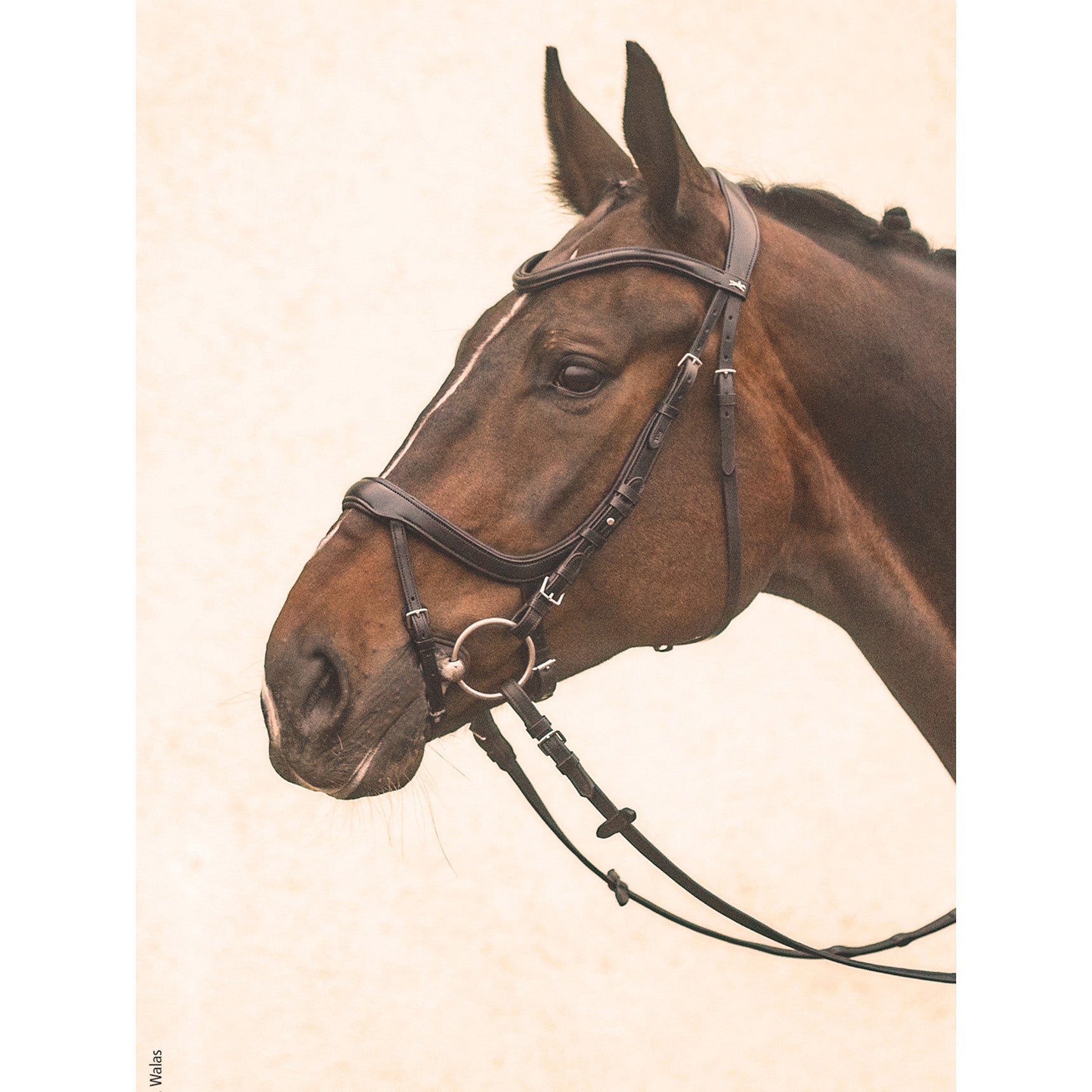 Schockemohle Equitus Alpha Anatomical Special Bridle, Espresso/Silver