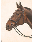 Schockemohle Equitus Alpha Anatomical Special Bridle, Espresso/Silver