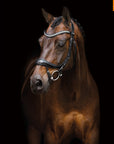 Schockemohle Equitus Beta Anatomical Special Bridle, Black/Silver