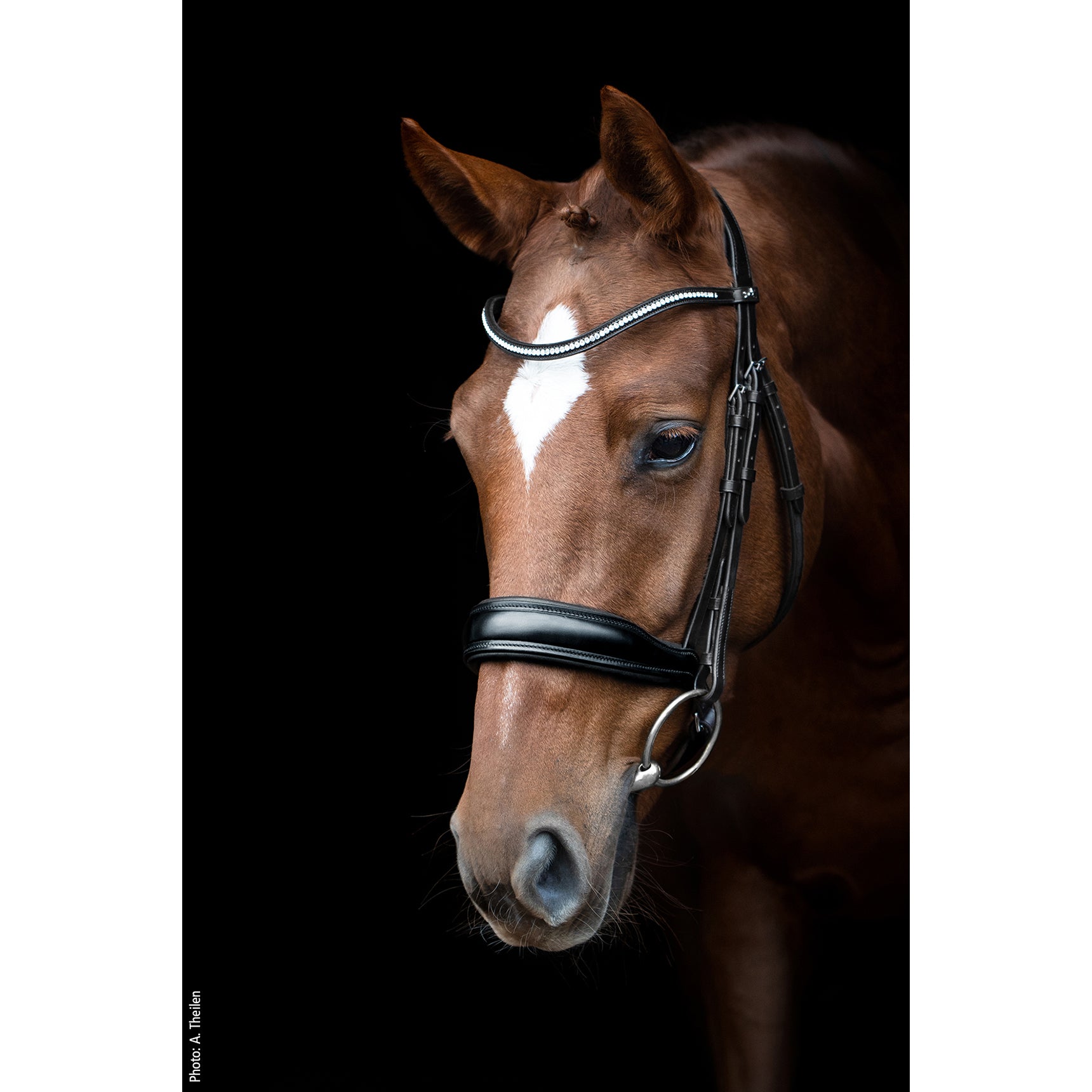 Schockemohle Slimford Anatomical Bridle, Black/Silver, Oversized
