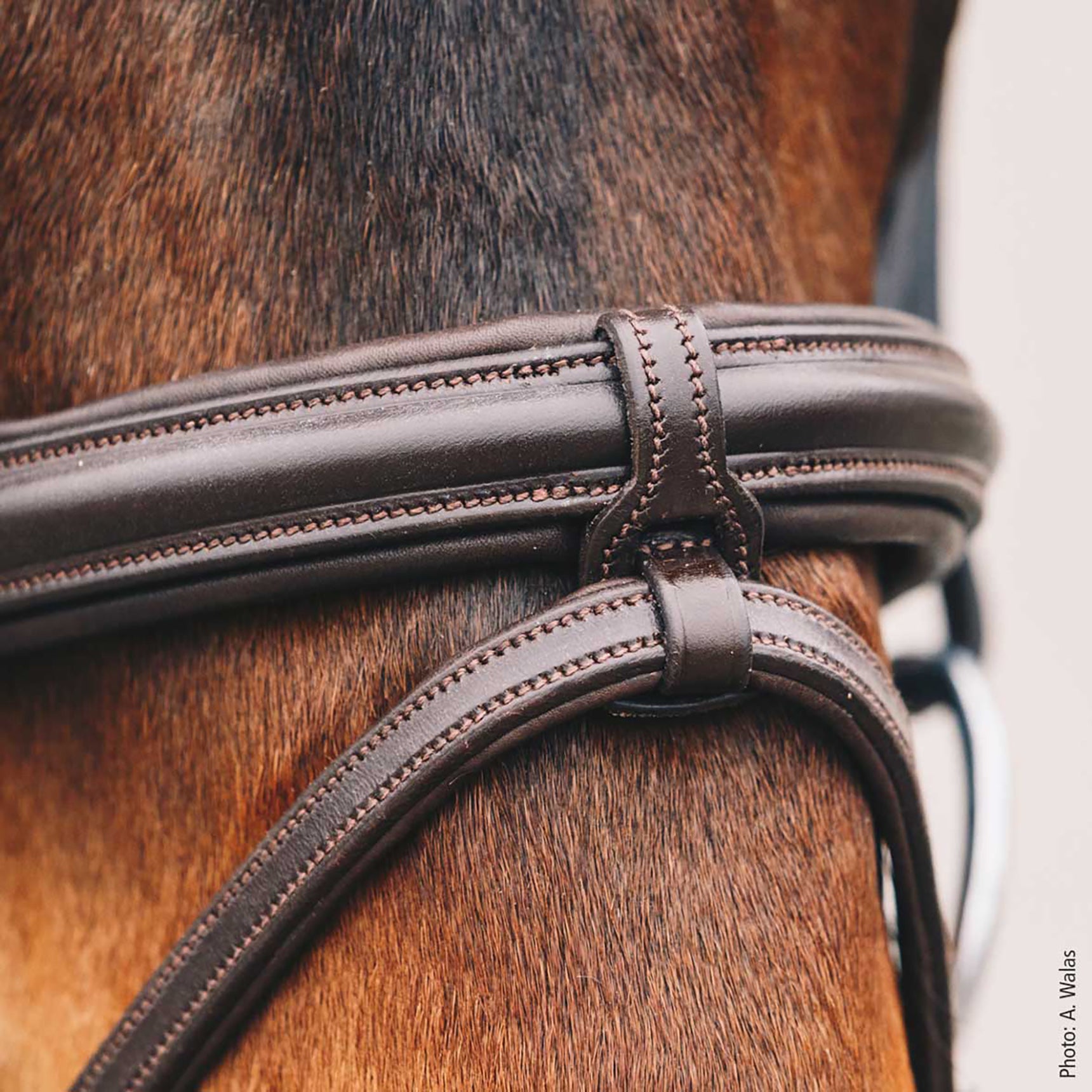 Schockemohle Tokyo Select Anatomical Bridle, Espresso/Silver