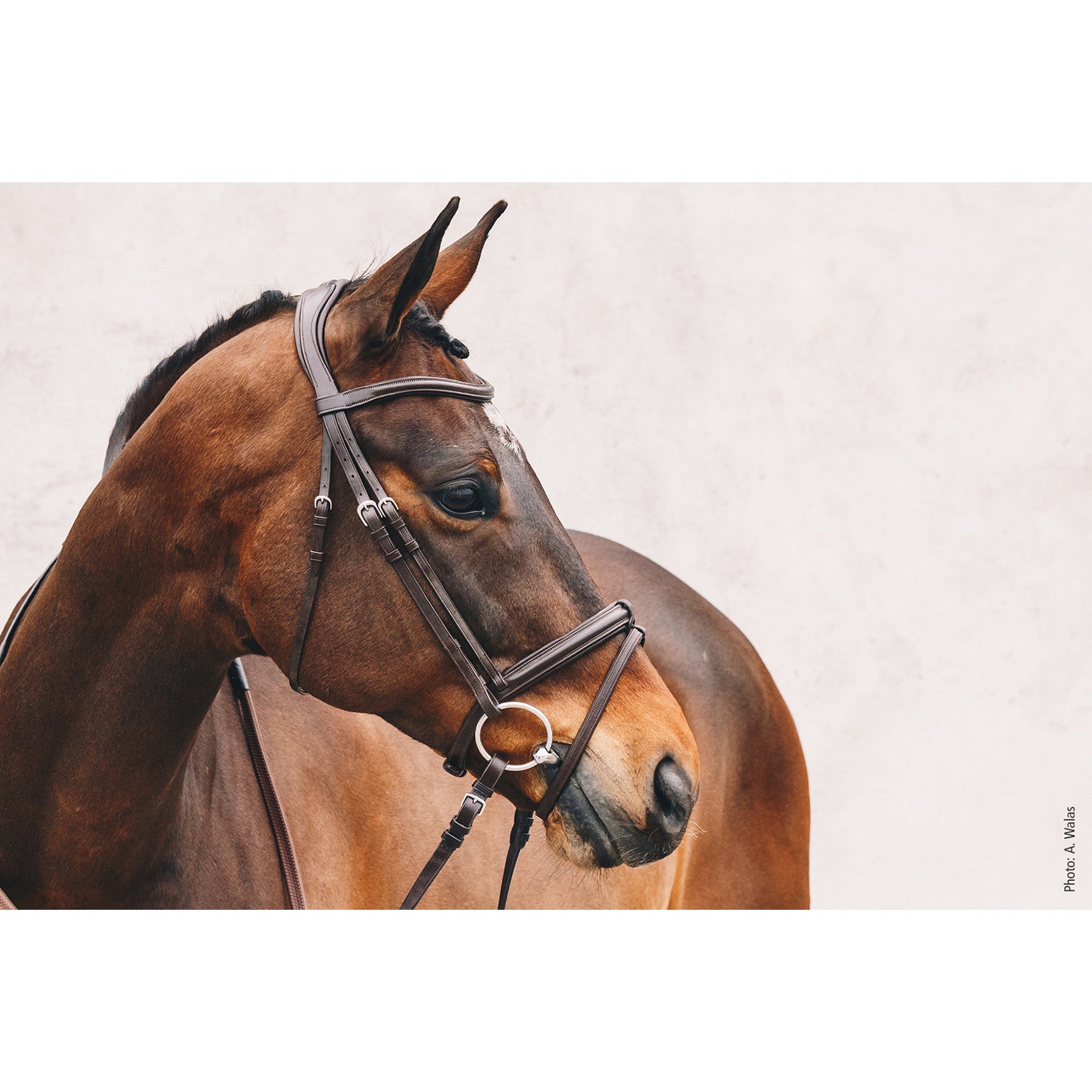 Schockemohle Tokyo Select Anatomical Bridle, Espresso/Silver