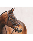 Schockemohle Tokyo Select Anatomical Bridle, Espresso/Silver