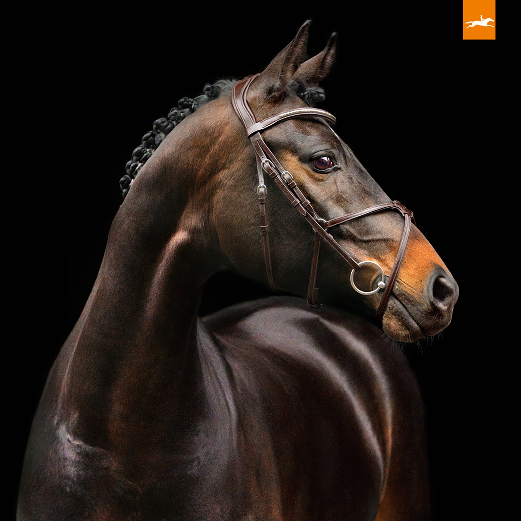 Schockemohle Rio Select Anatomical Bridle, Espresso/Silver
