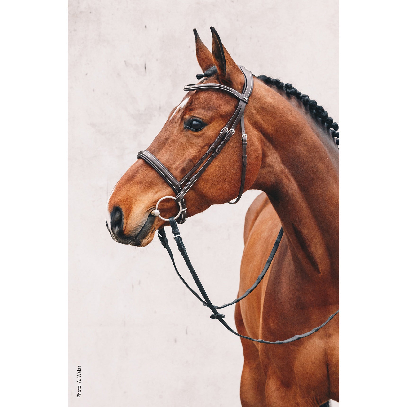 Schockemohle Montreal Select Anatomical Bridle, Espresso/Cream/Silver